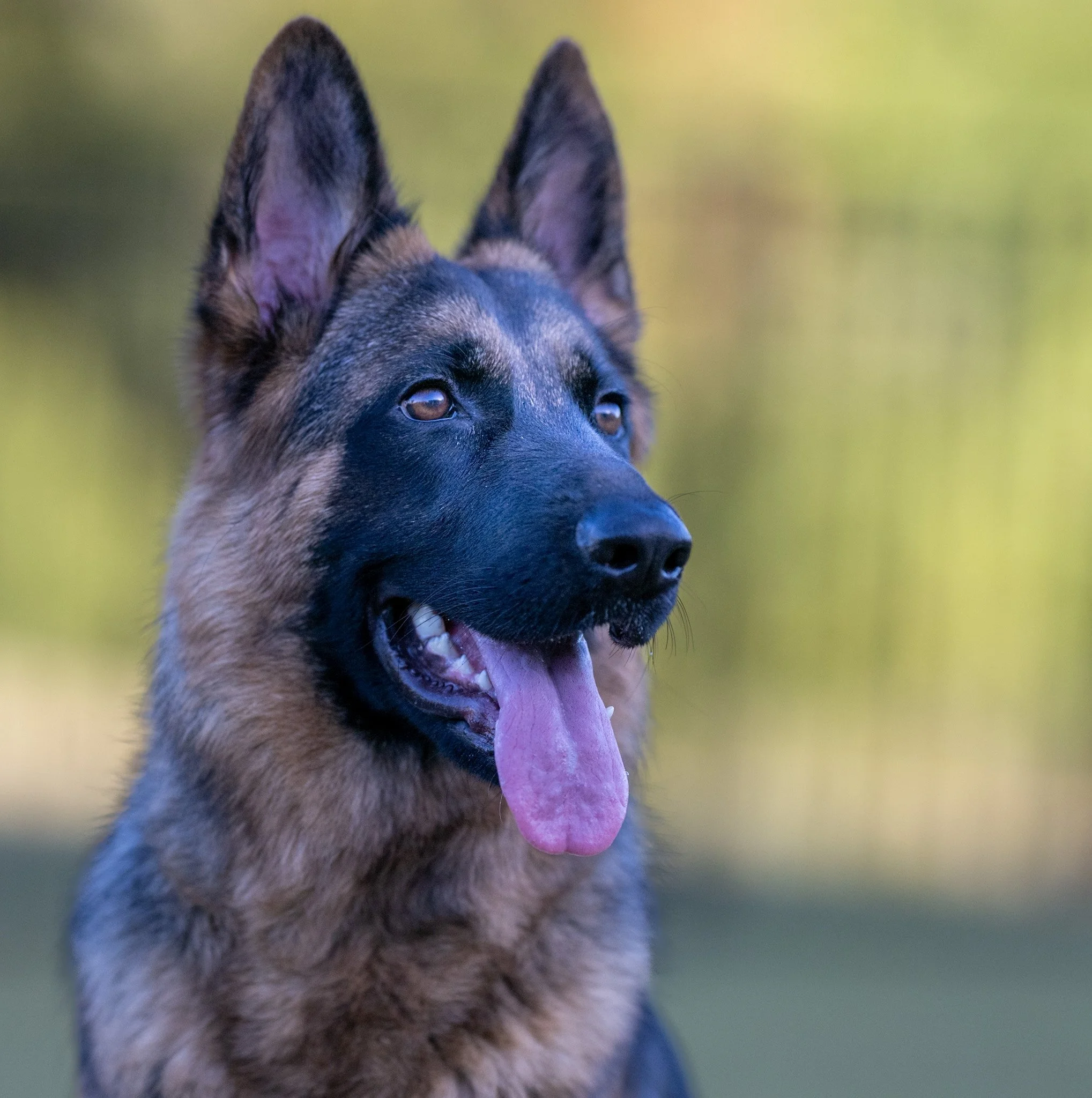Kona - German Shepherd
