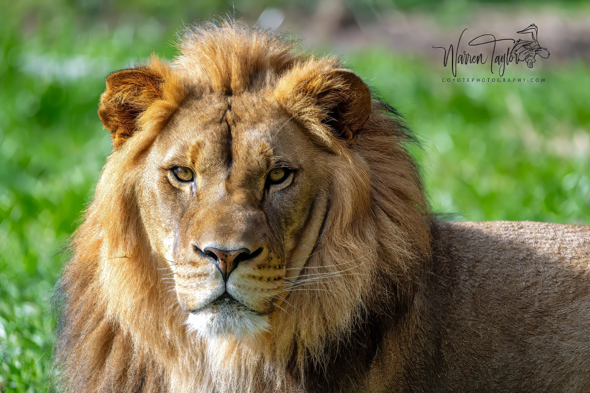 Male lion