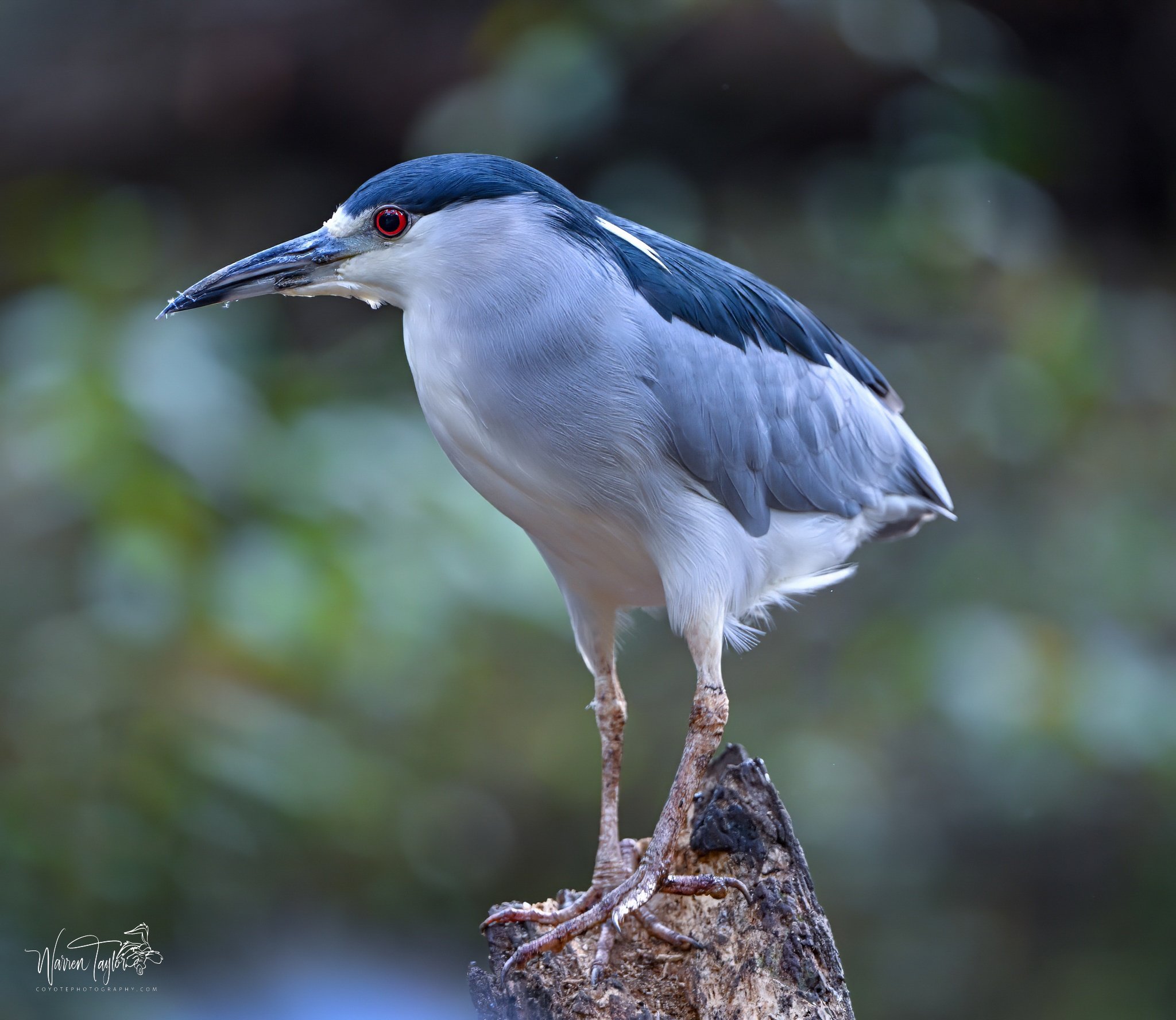 Black Crowned Night Heron, HBSP, SC