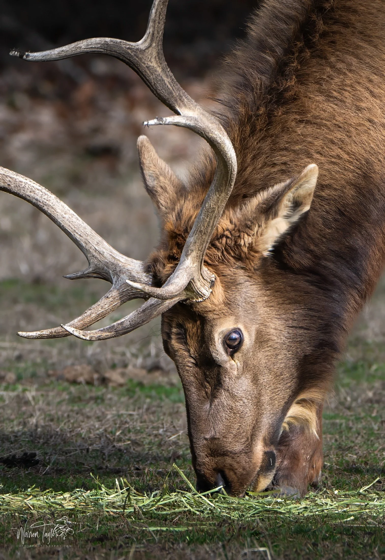 Reindeer