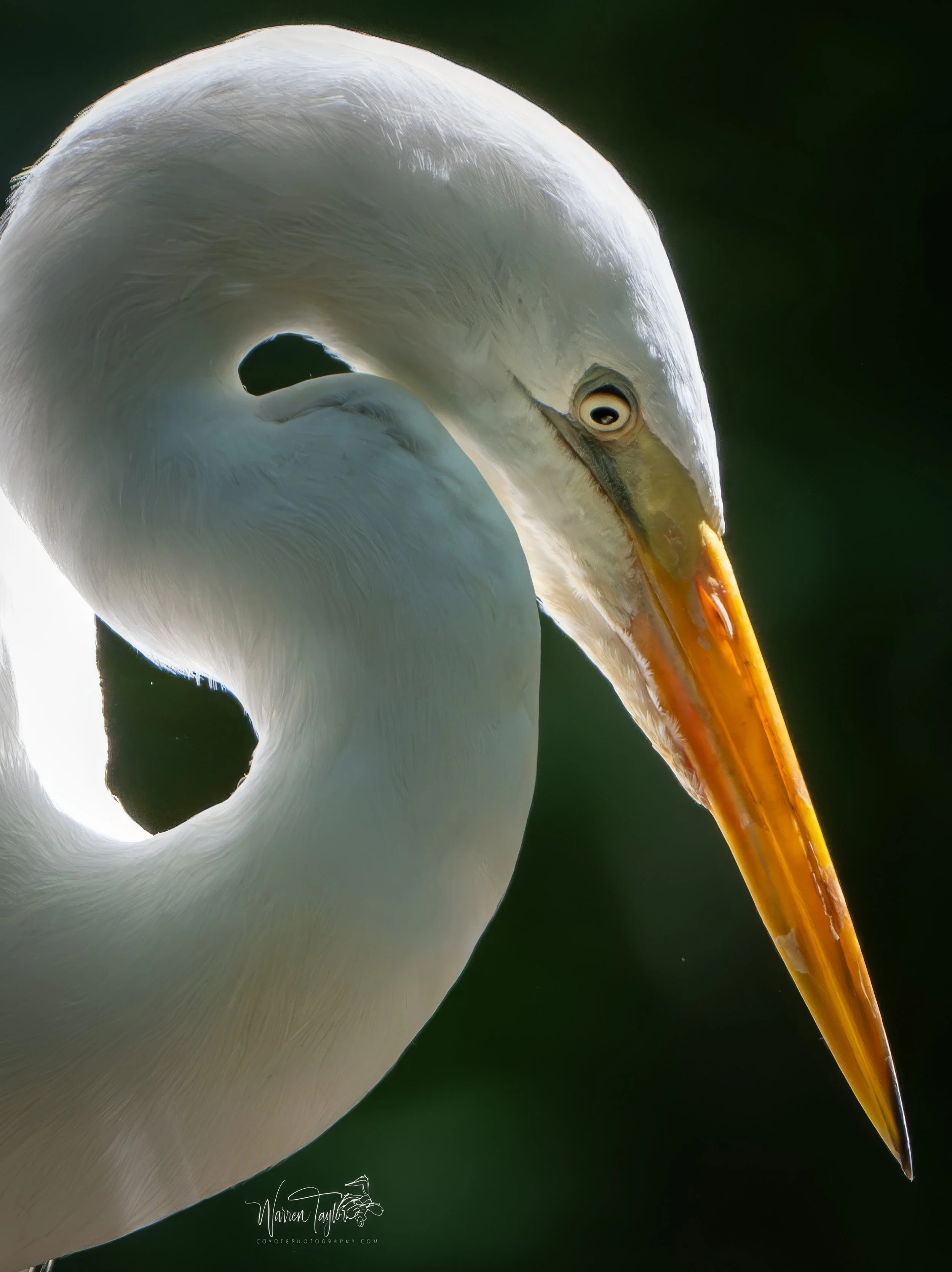 Great white egret