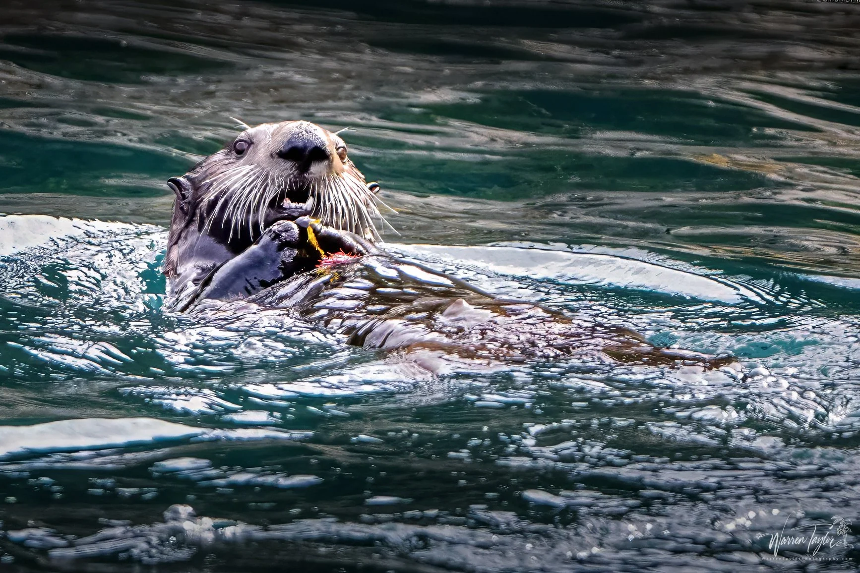Dining on the Waves - Otter - Alaska