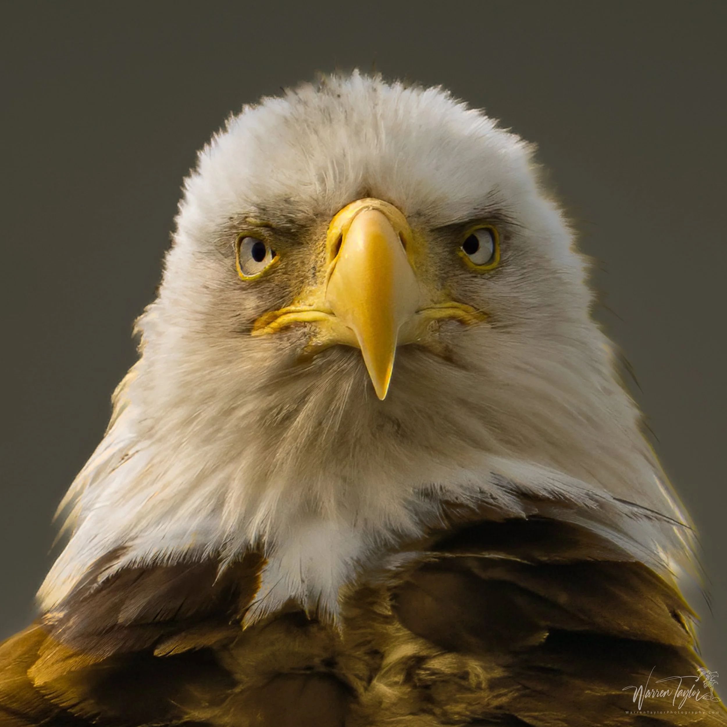 Eagle Stare Down