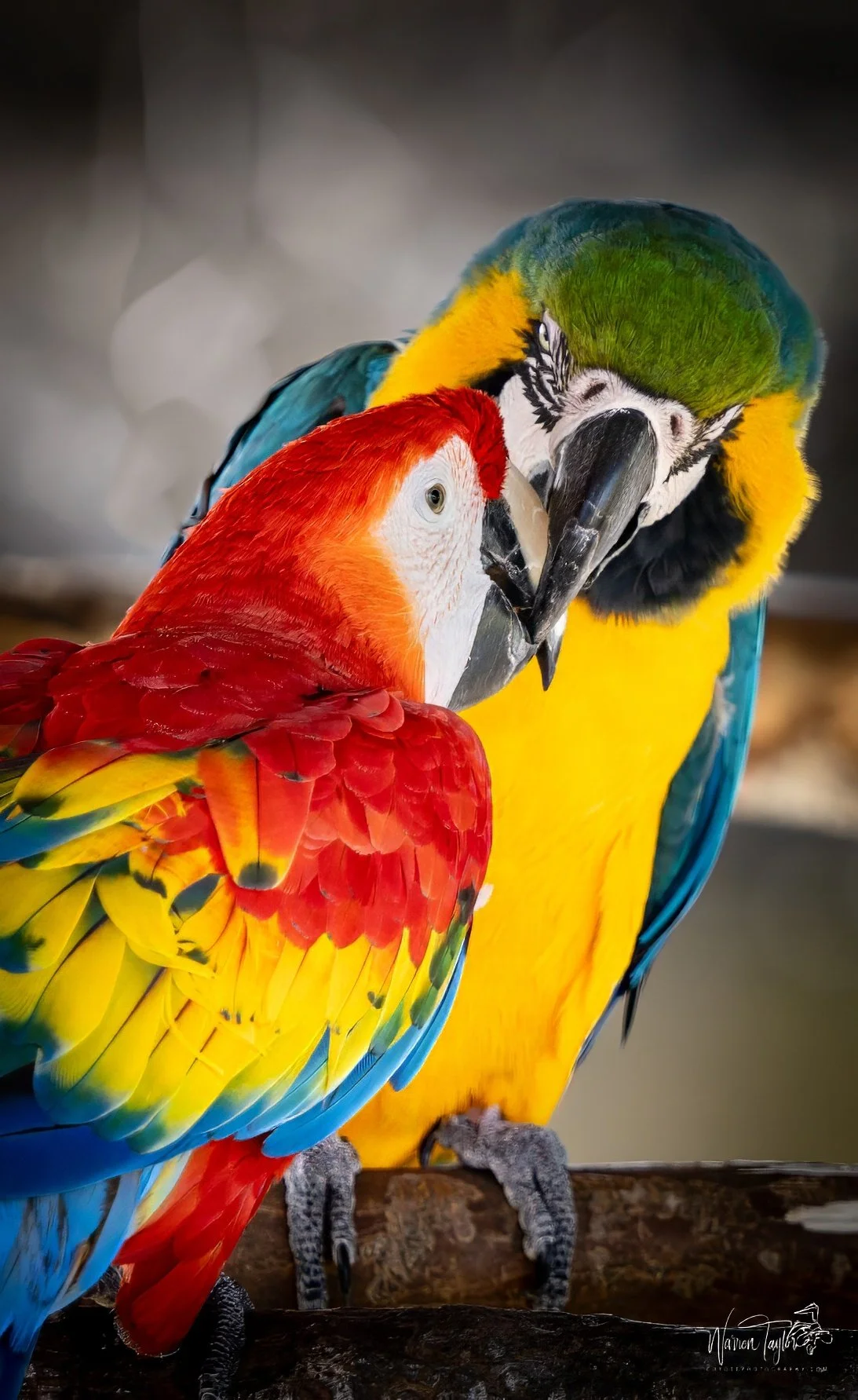 Technicolor Bond - Macaw