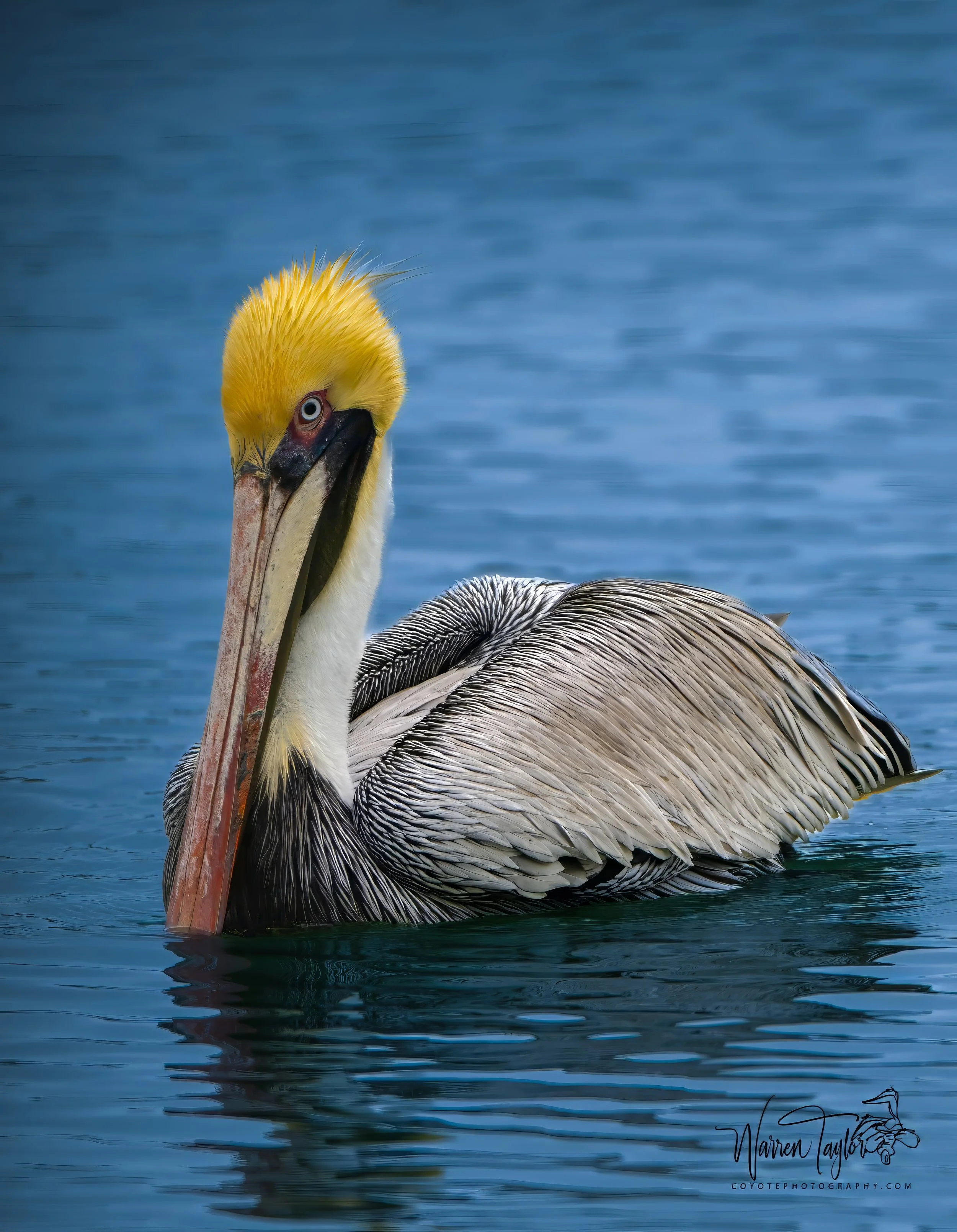 Pelican -HBSP Murrells Inlet, SC