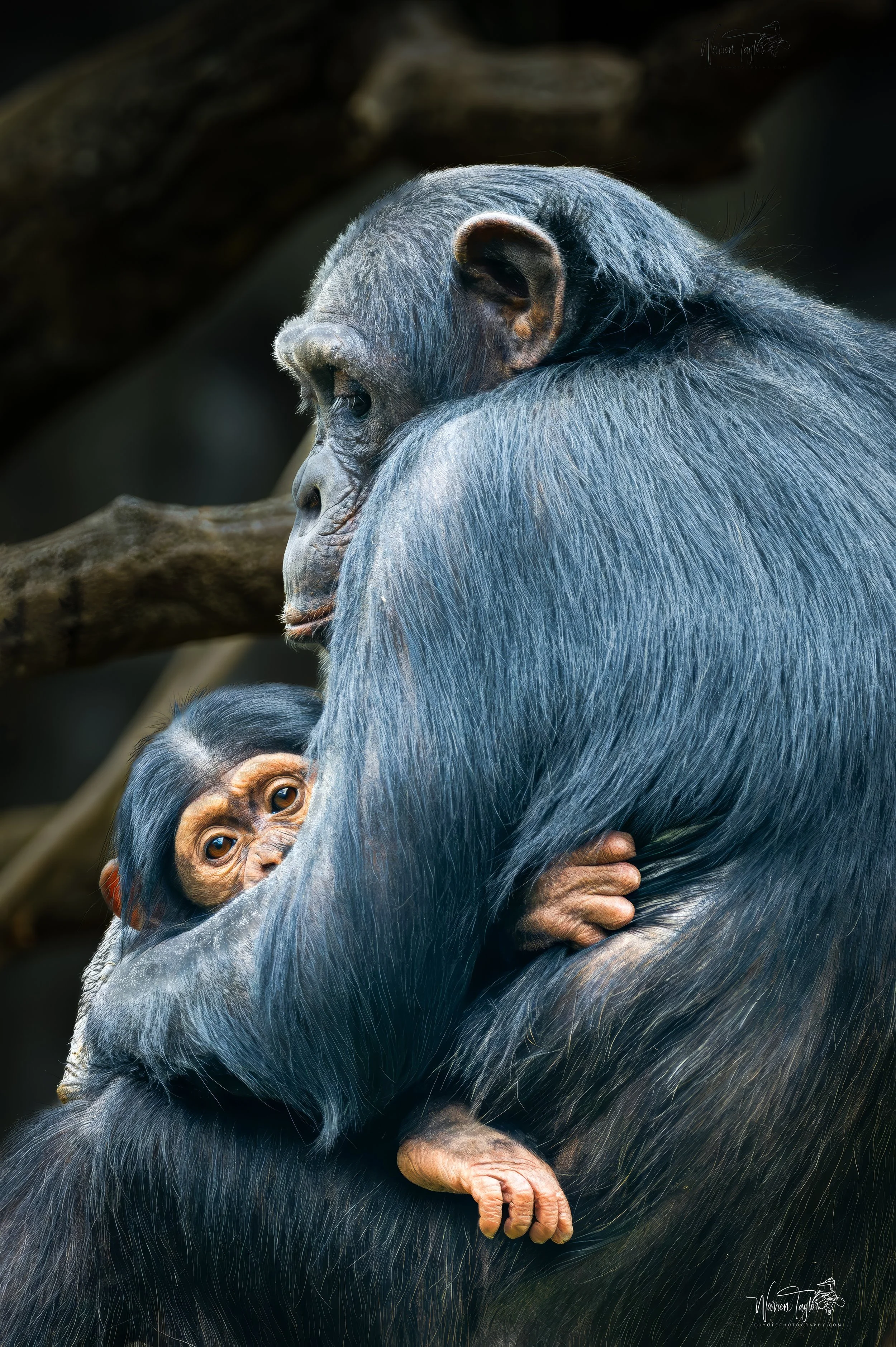 A Mother's Comfort