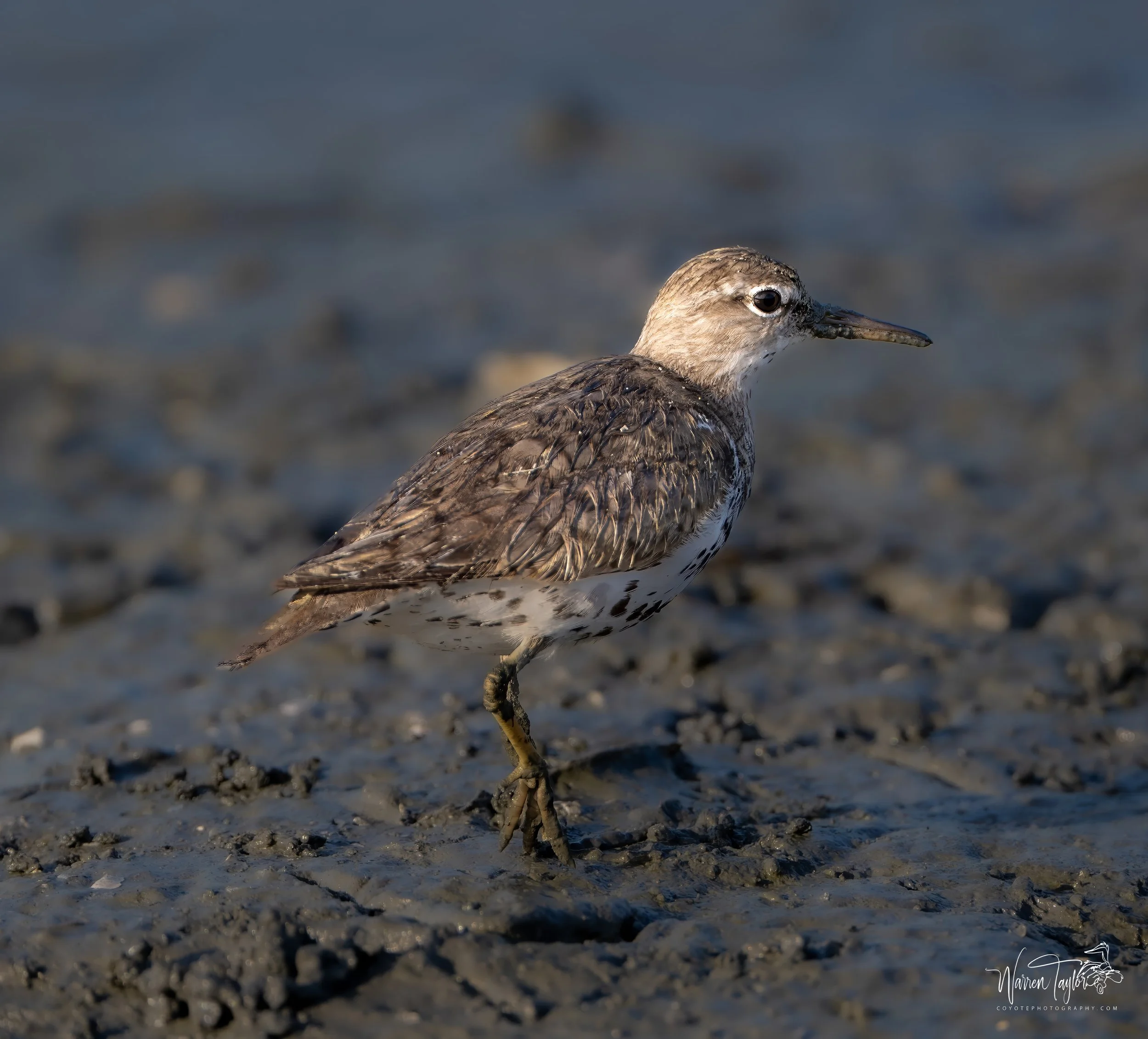 Sandpiper