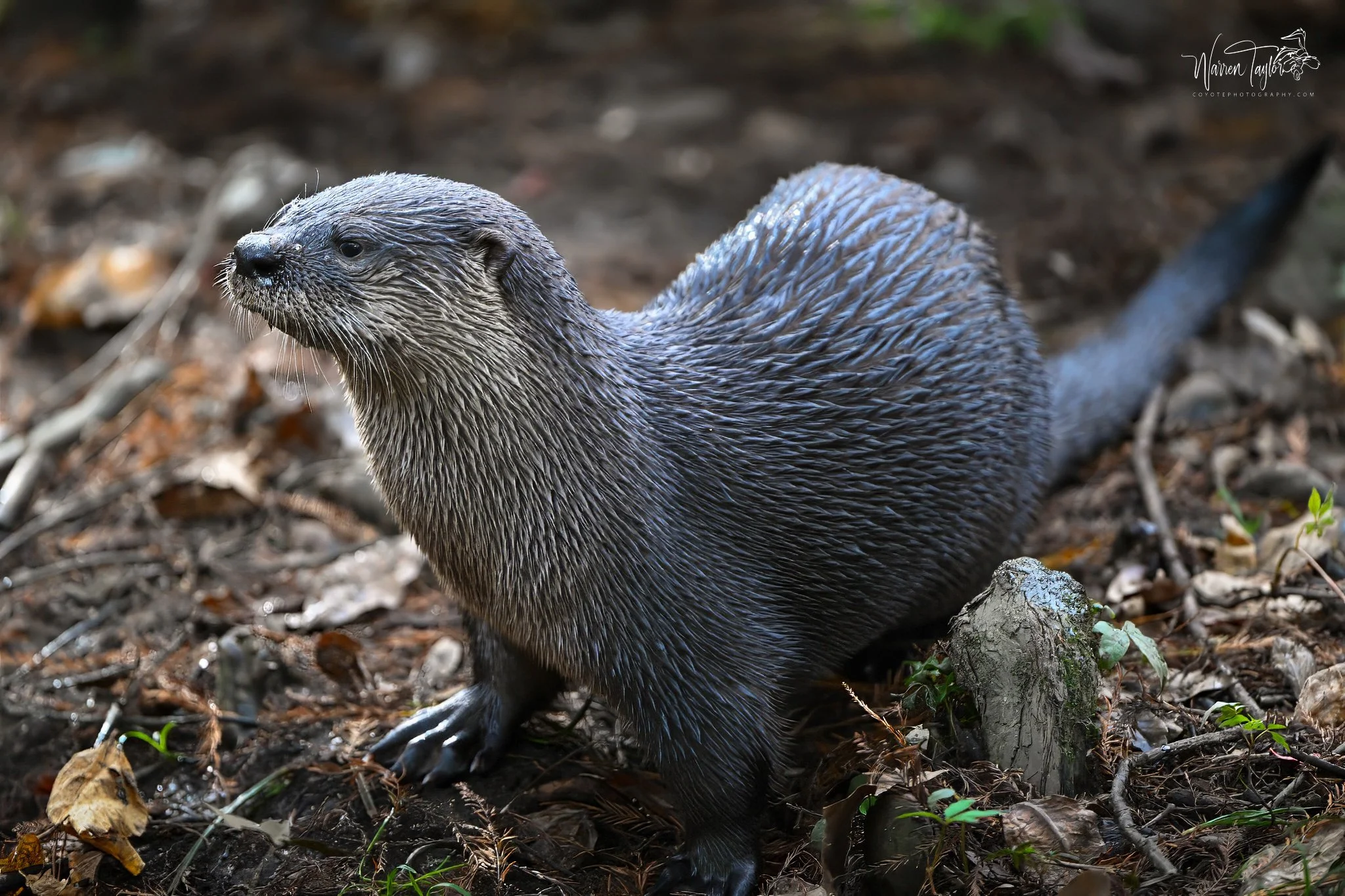 Otter - Brookgreen Gardens, Murrells Inlet, SC