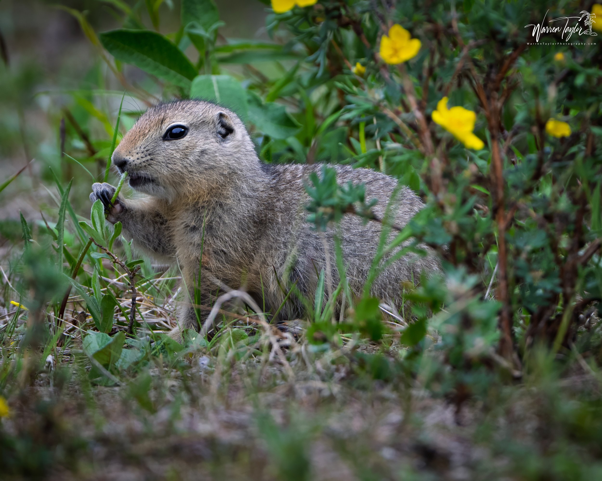 Gopher Among the Yellow Blooms