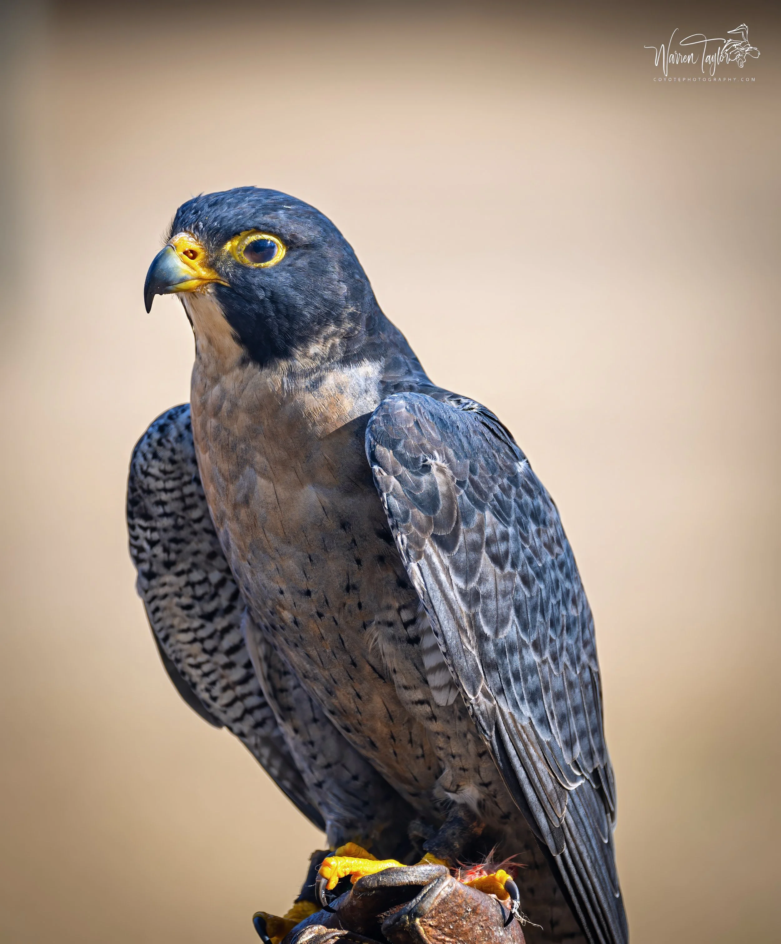 Peregrine falcone