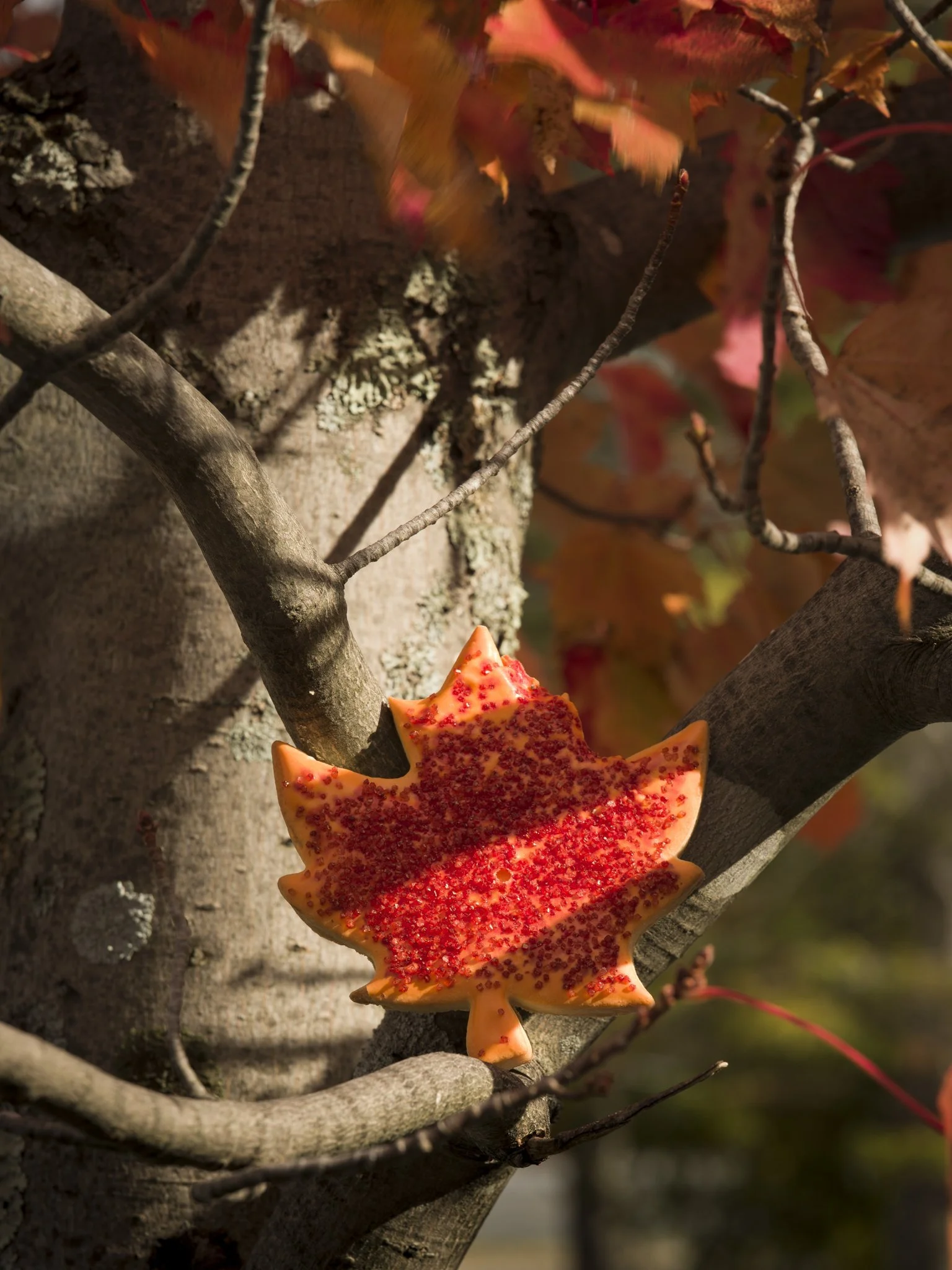 A maple leaf you can eat.