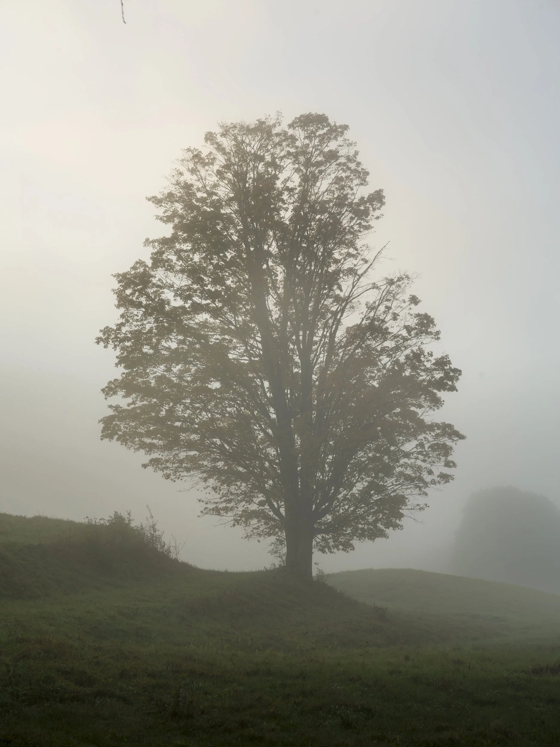 One lone tree, holding the mist.