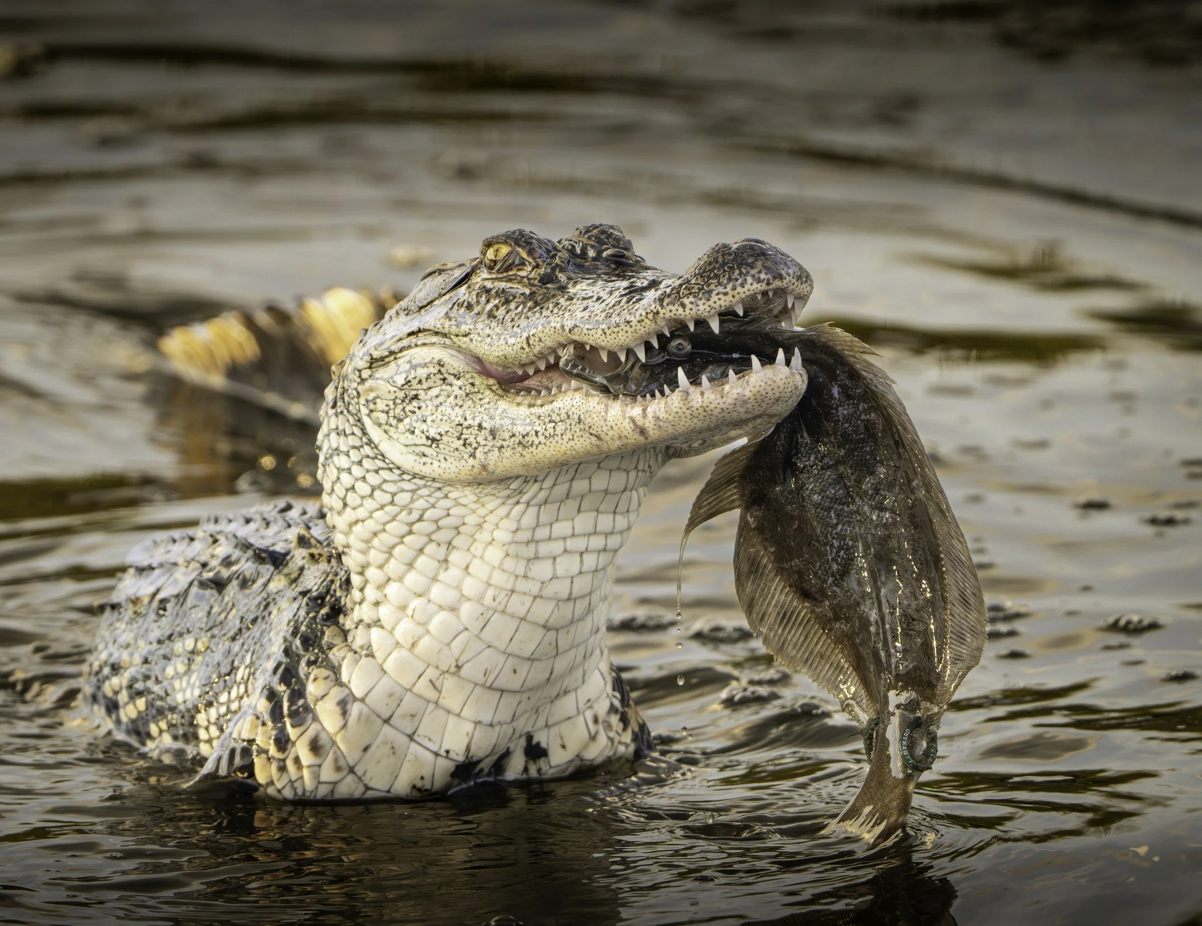 gator.jpg