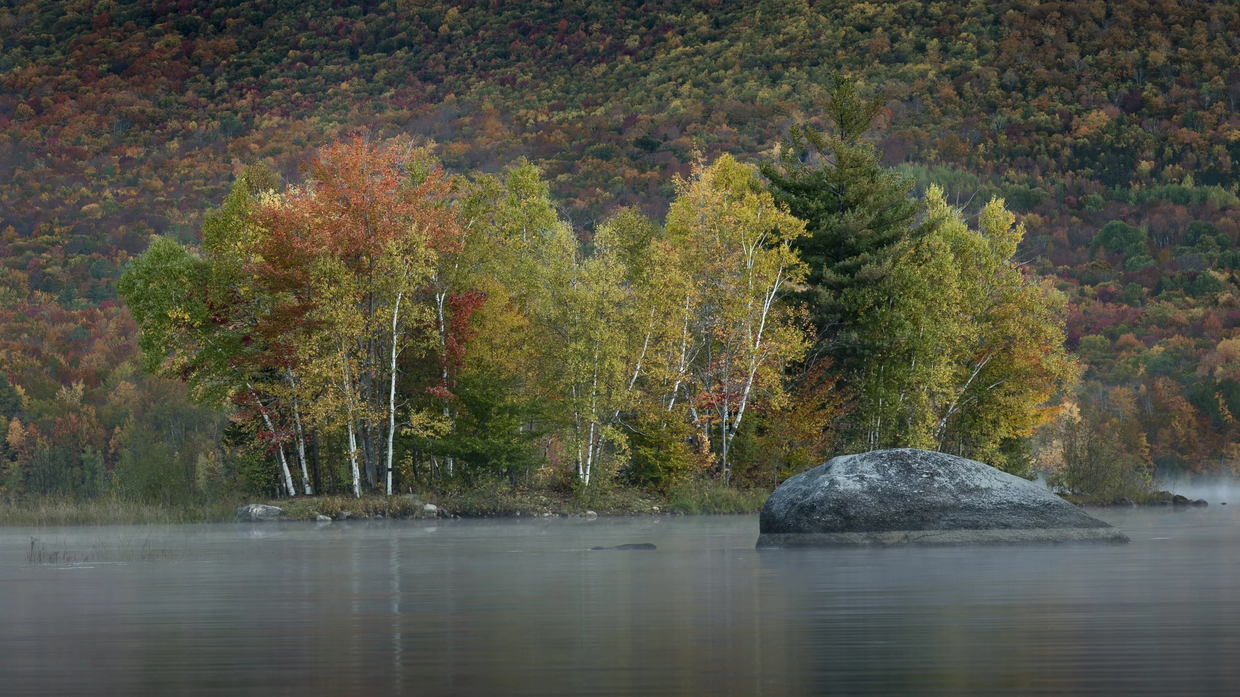 Birches and a boulder rise out of the morning mist.
