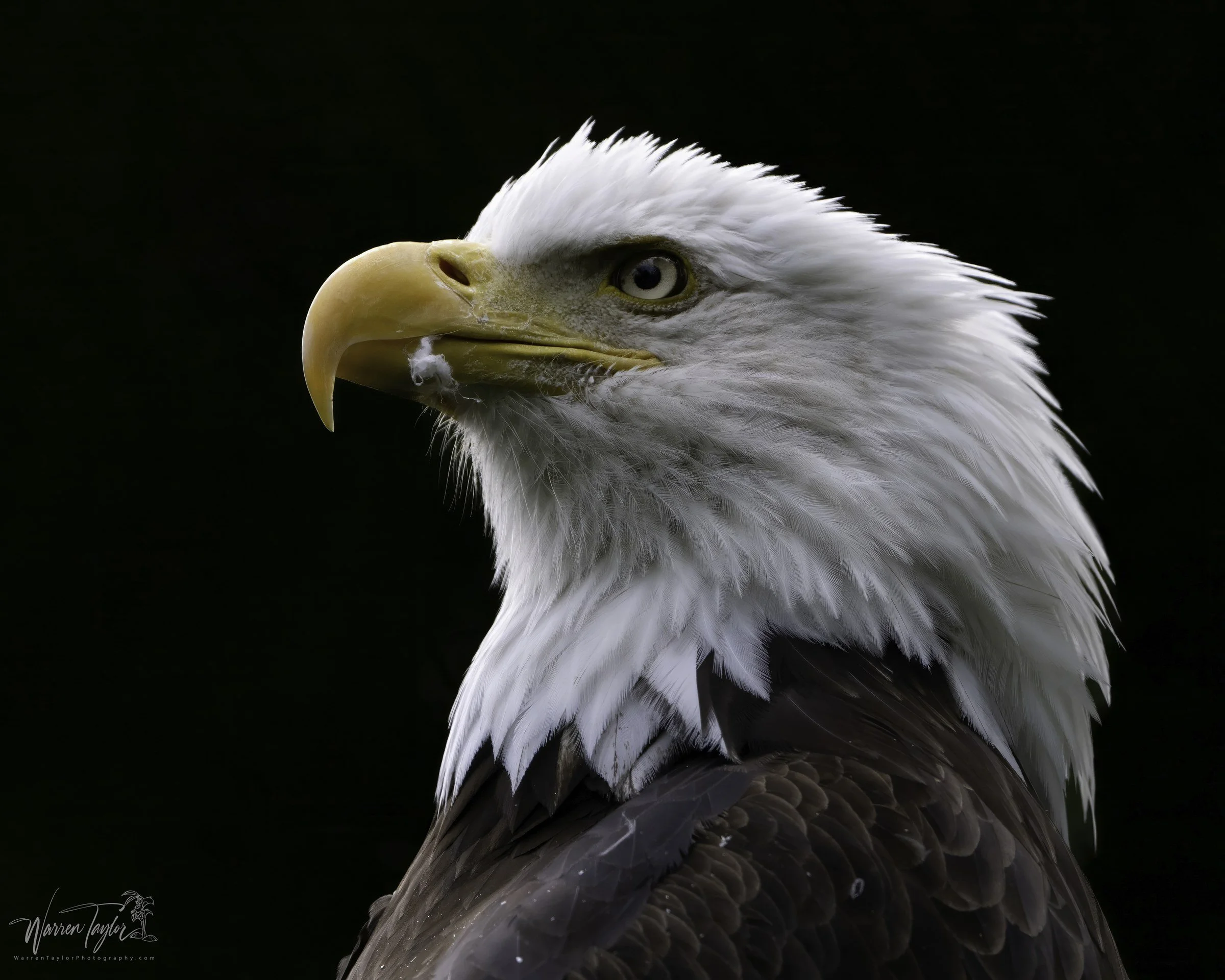 eagle.jpg