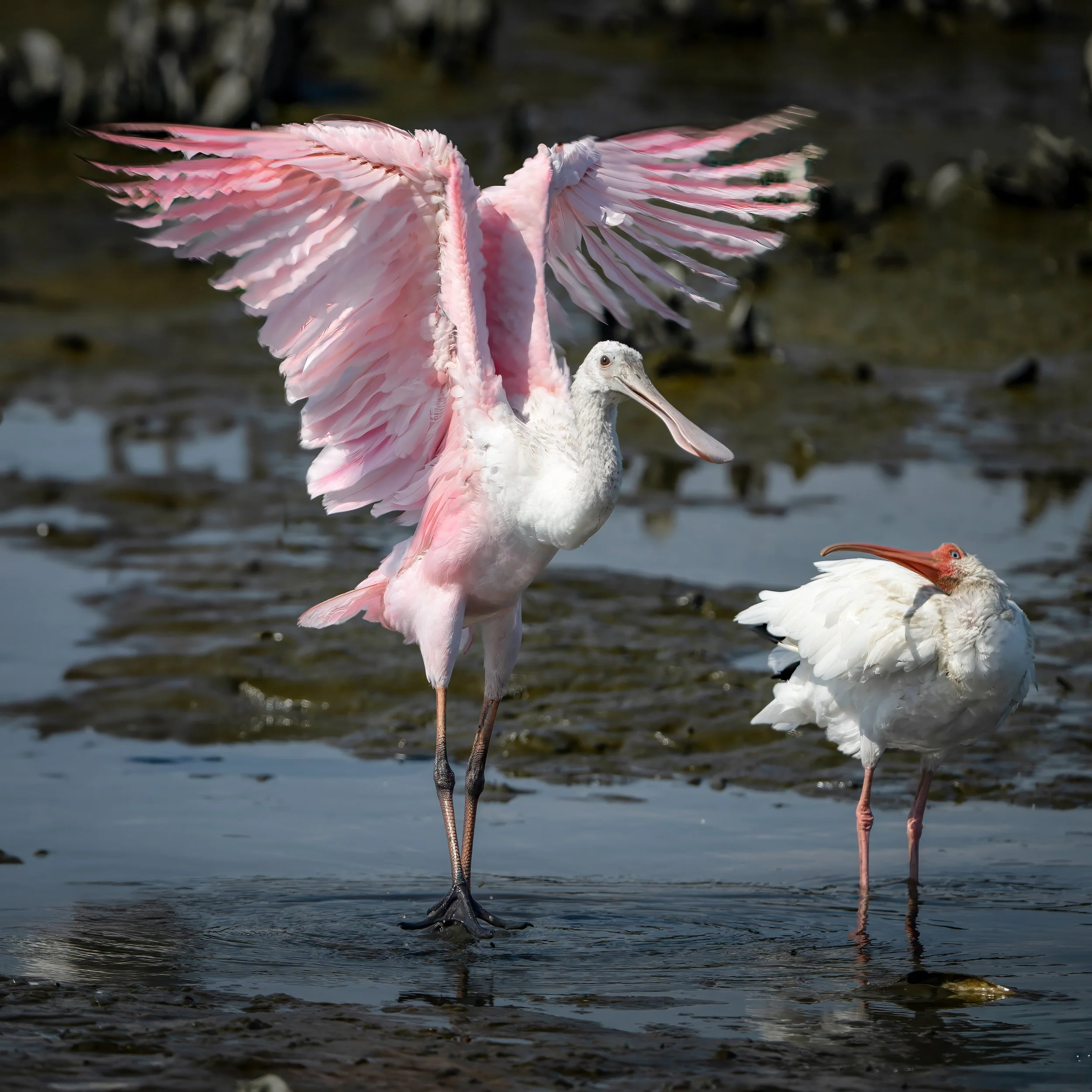 Roseate Spoonbill