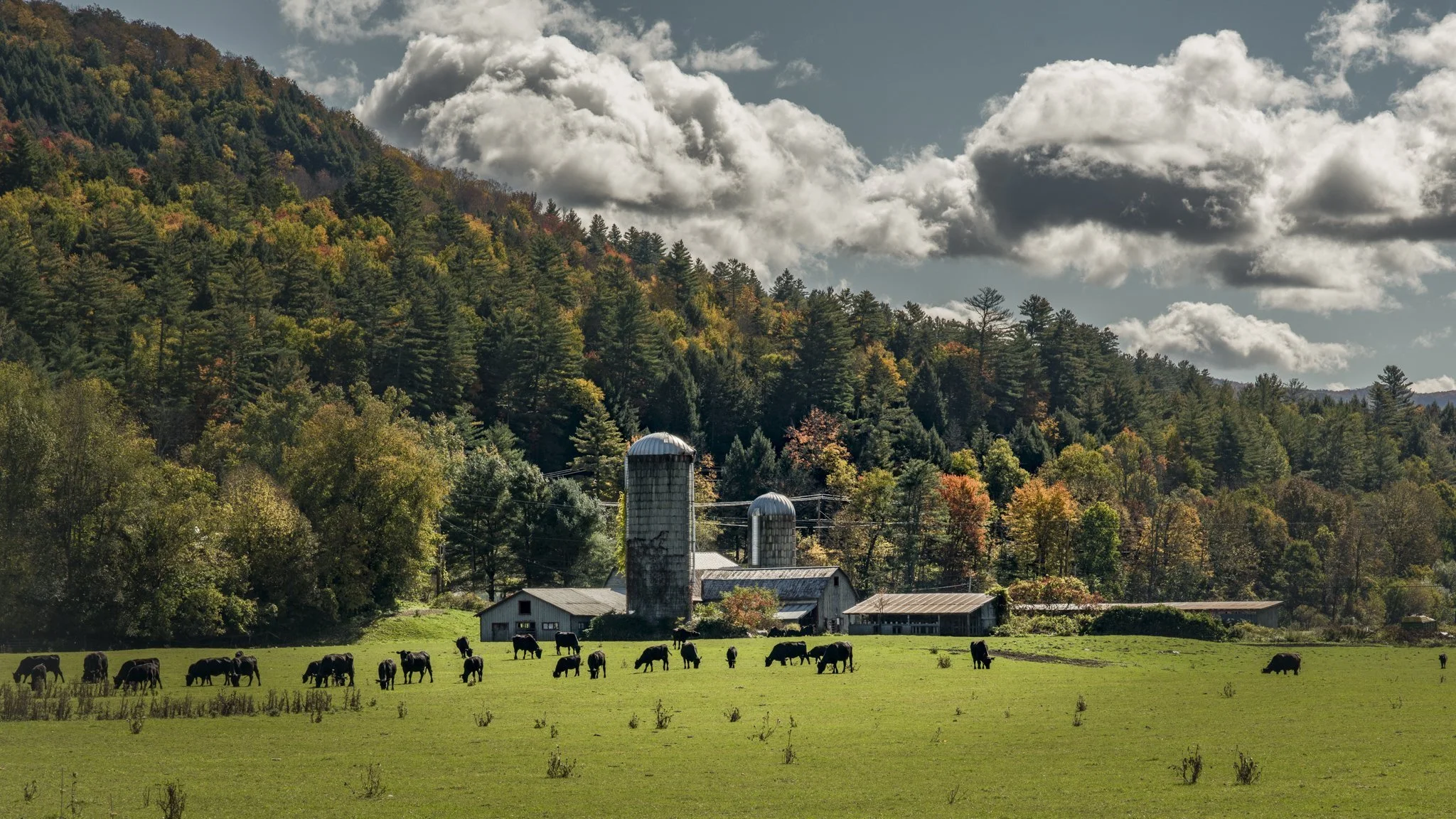 Cows graze beneath the silos as the hills turn.