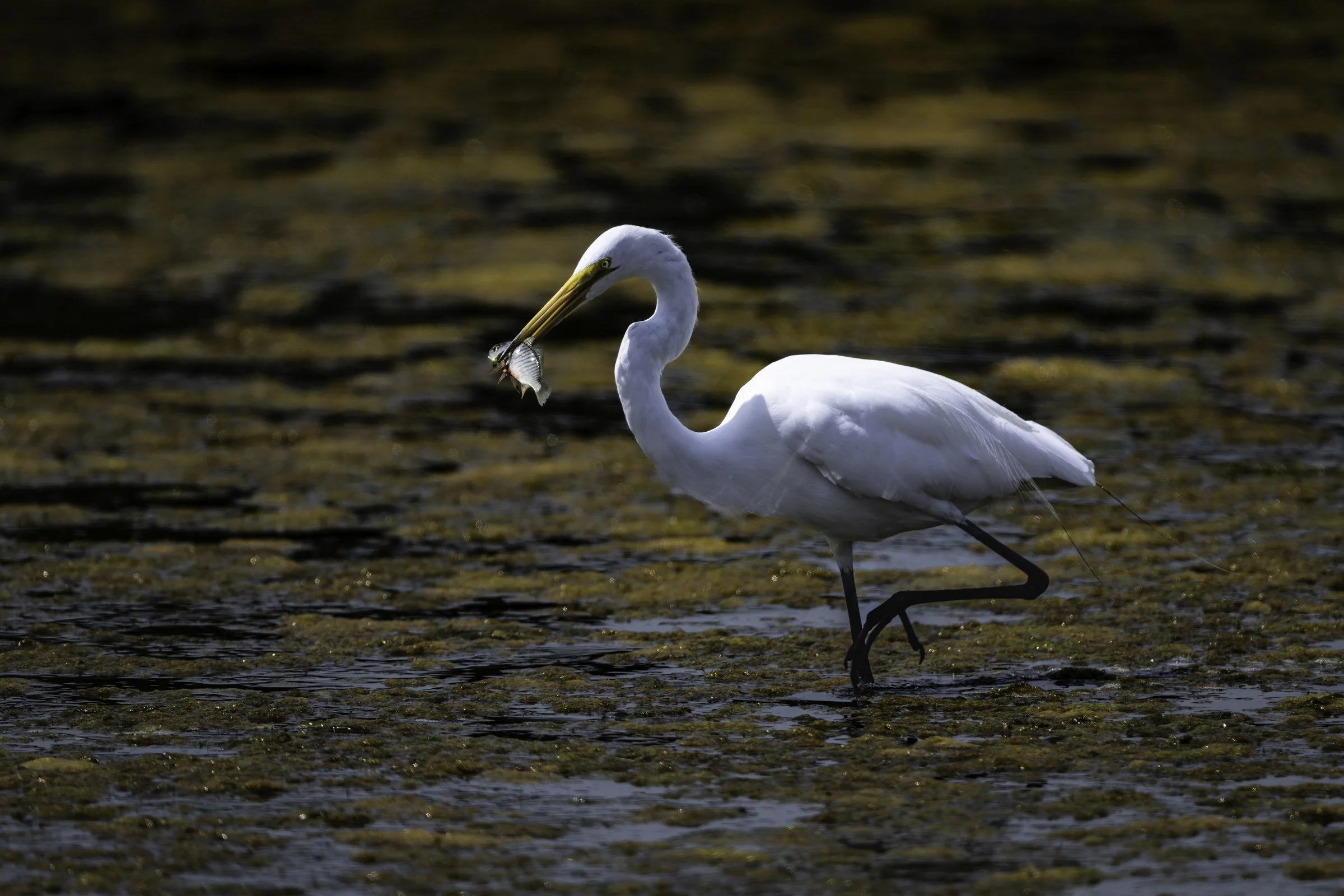 egret-fish.jpg