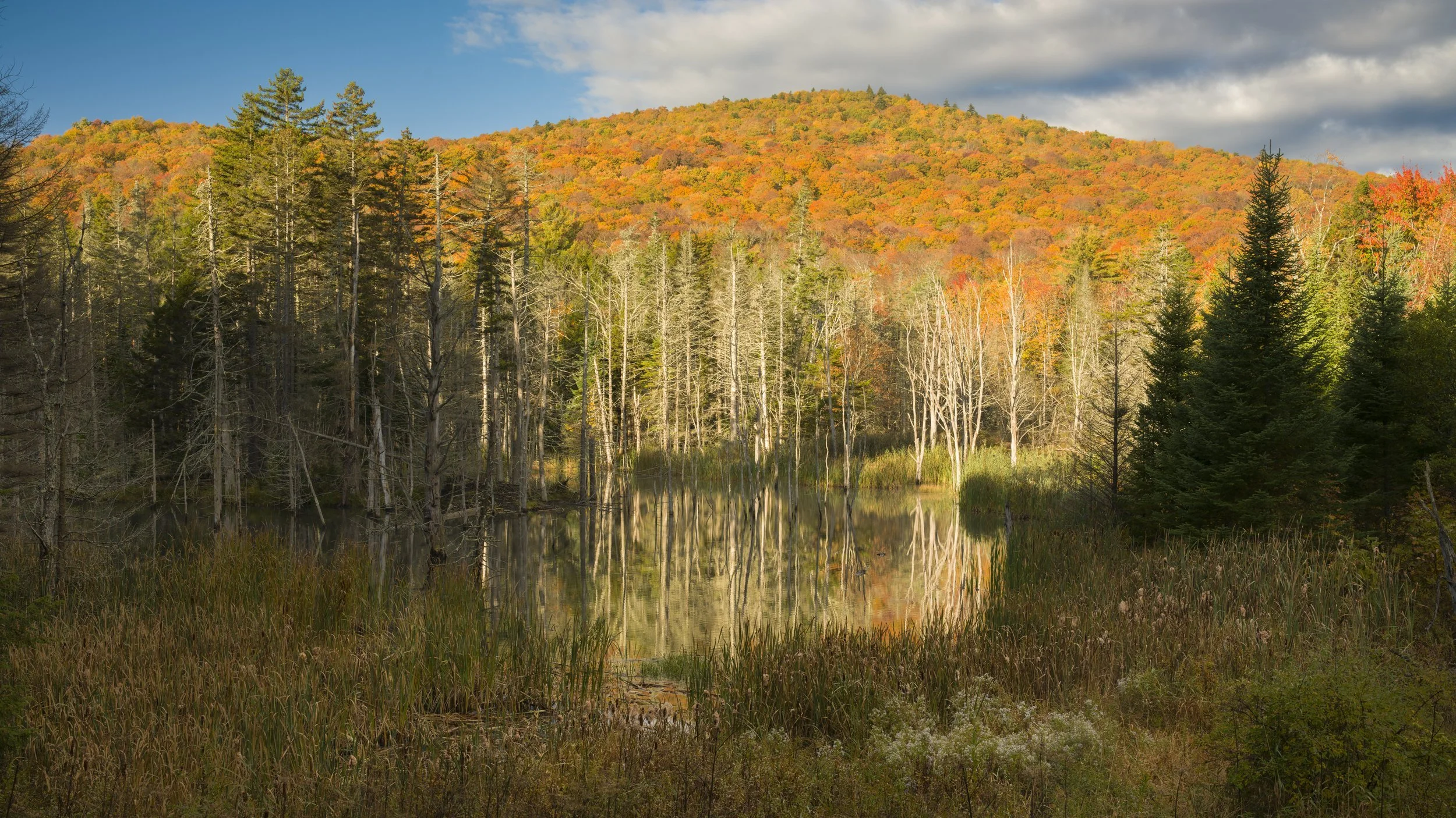 Dead trees standing in their own reflections.