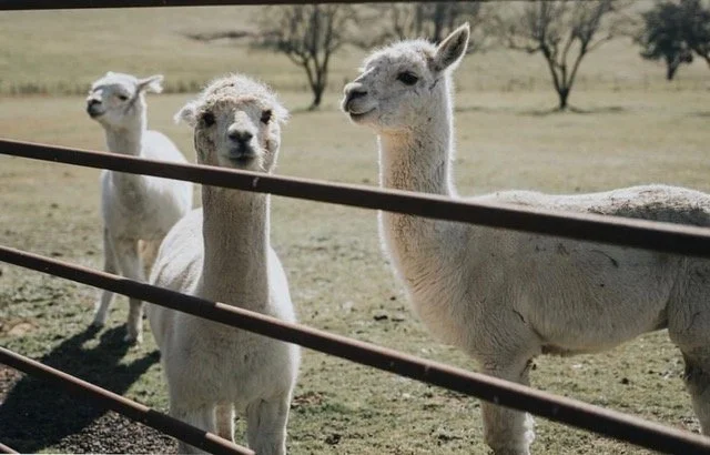 Three llamas standing behind a fence in a grassy field with a few trees in the background.