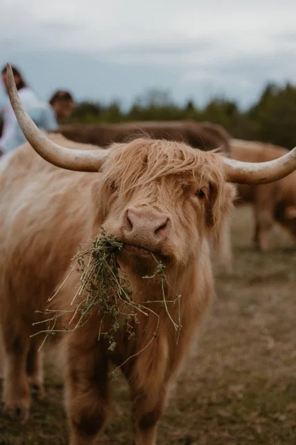 A Highland cow with long shaggy hair and large curved horns is holding grass in its mouth in a field with other cows and people in the background.