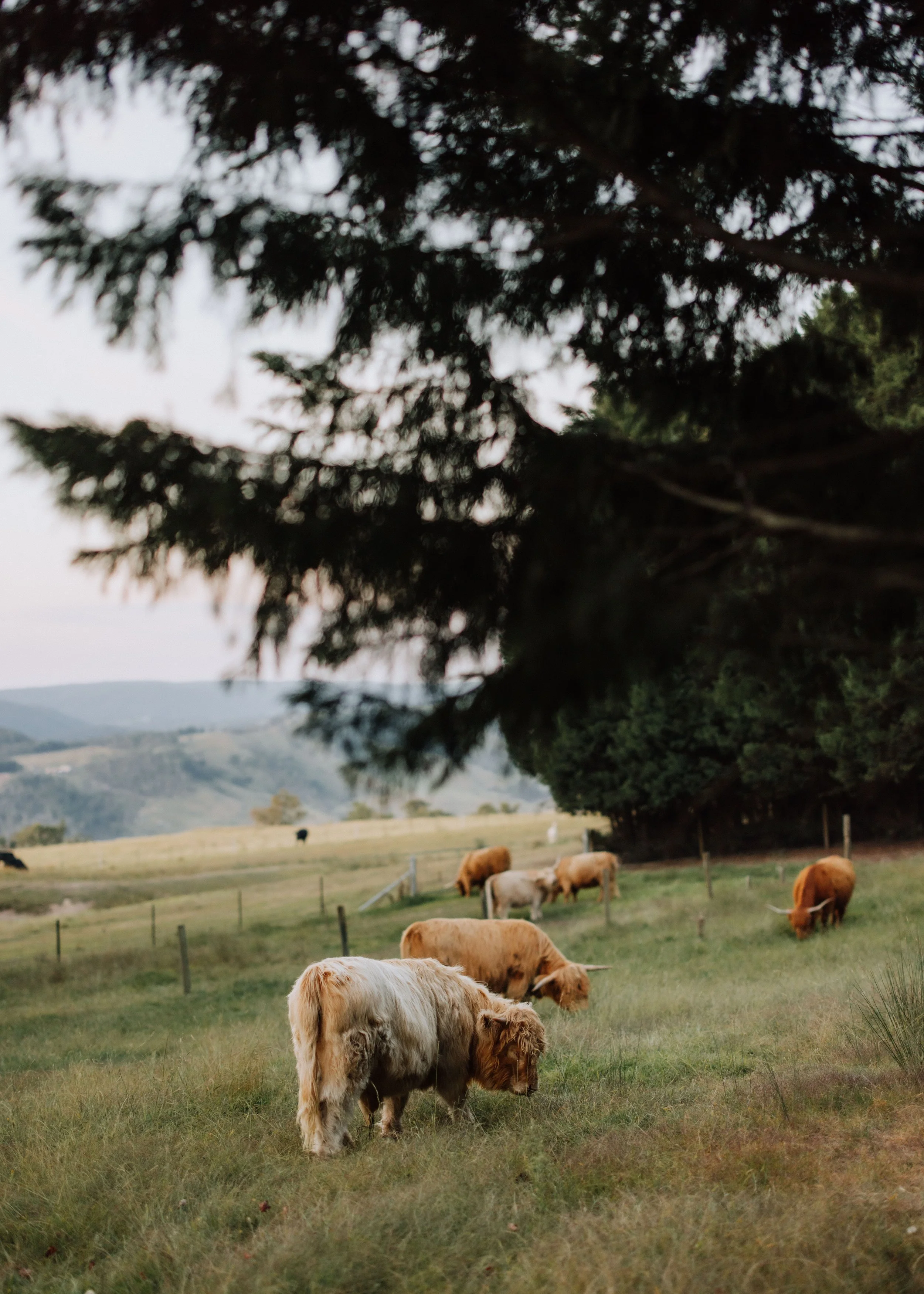 A peaceful rural scene with a grassy field, several cows grazing, a large pine tree in the foreground, and rolling hills and mountains in the background.