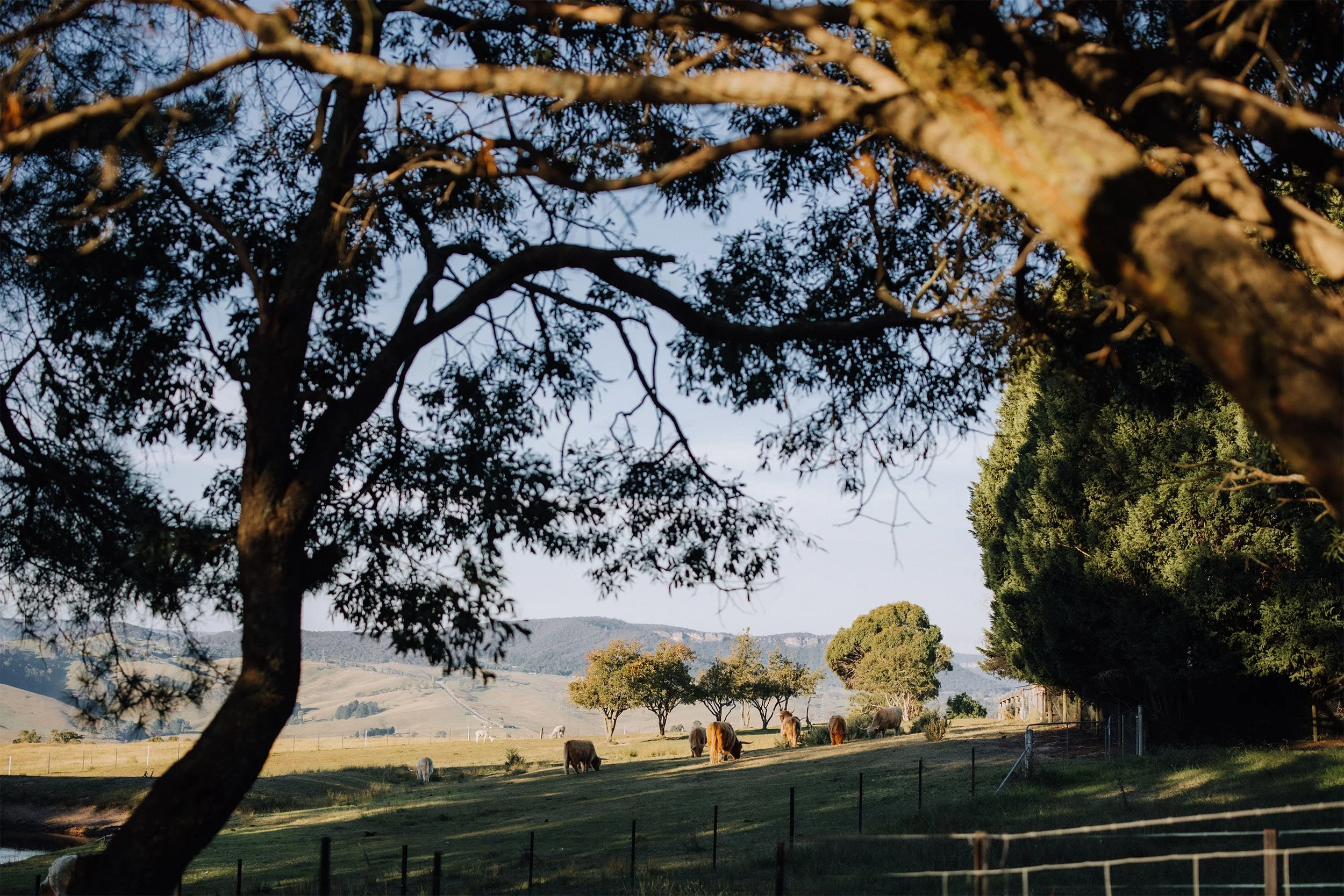 A rural landscape with a large tree in the foreground, a herd of cows grazing in a field, and rolling hills in the background during daytime.