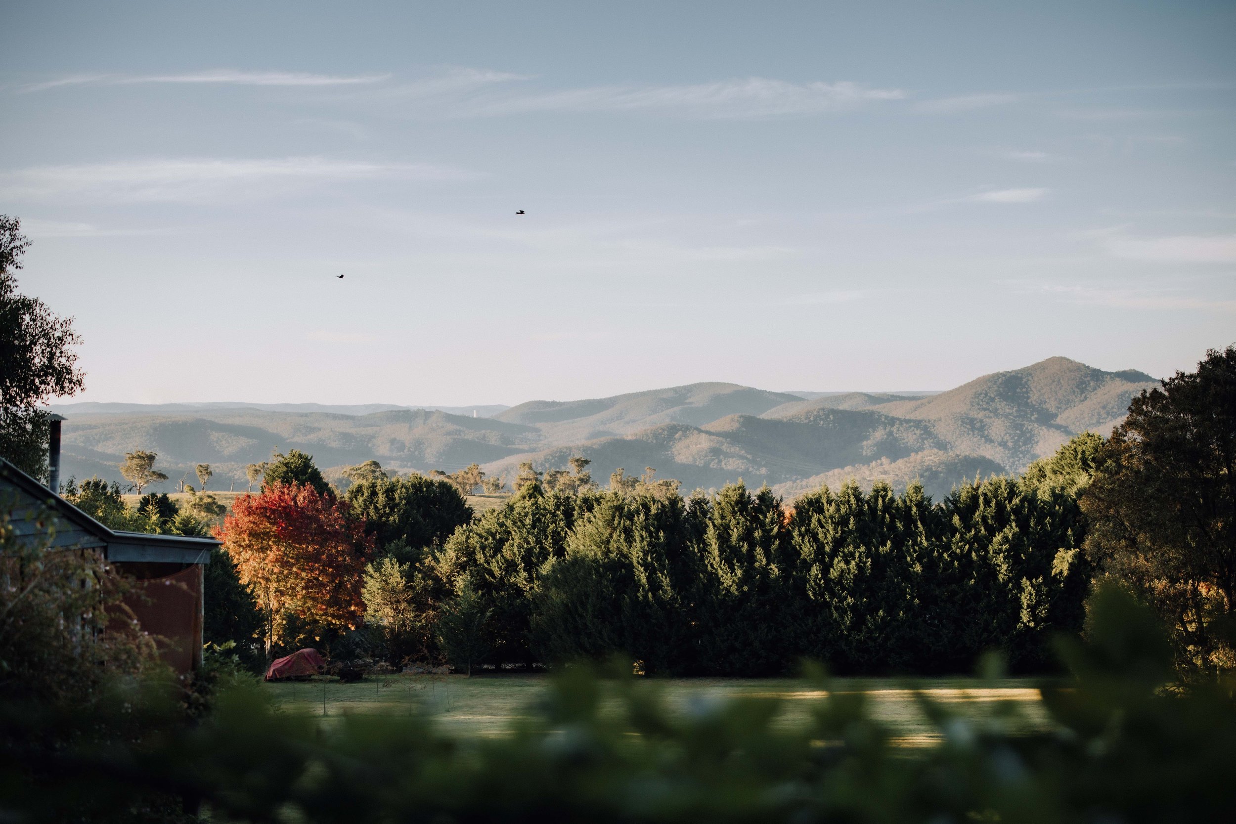 Scenic view of a landscape with trees in the foreground, mountains in the background, and a partly cloudy sky with two birds flying.