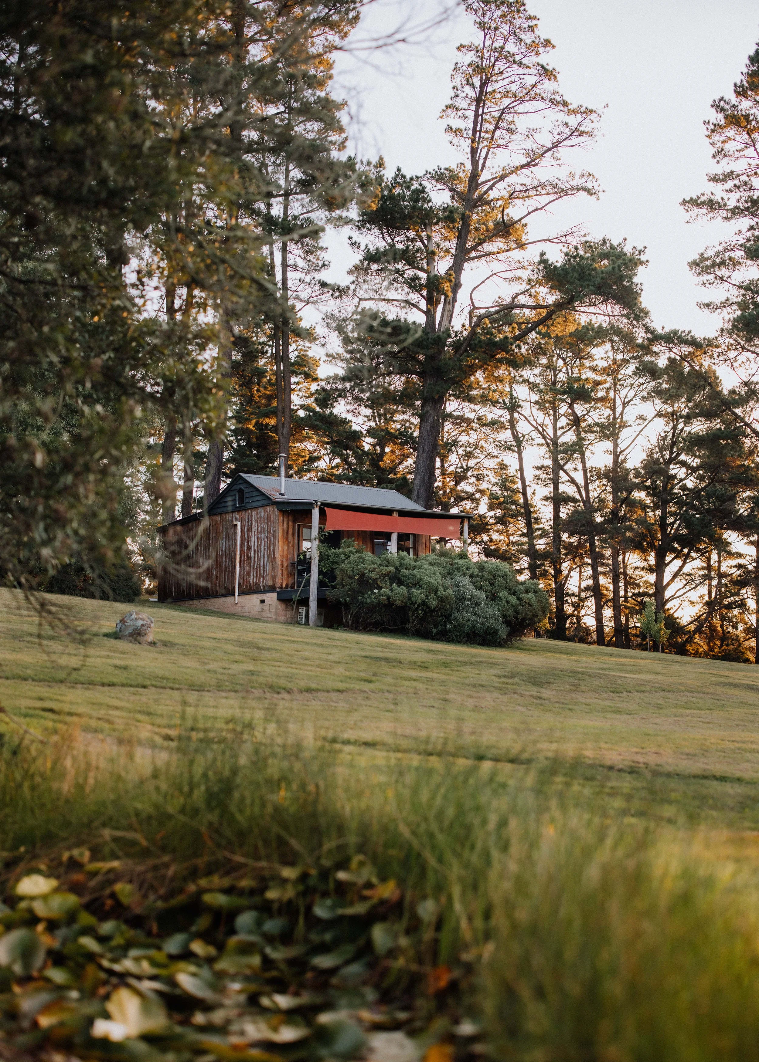 A rustic wooden house surrounded by tall pine trees and a grassy lawn during sunset.