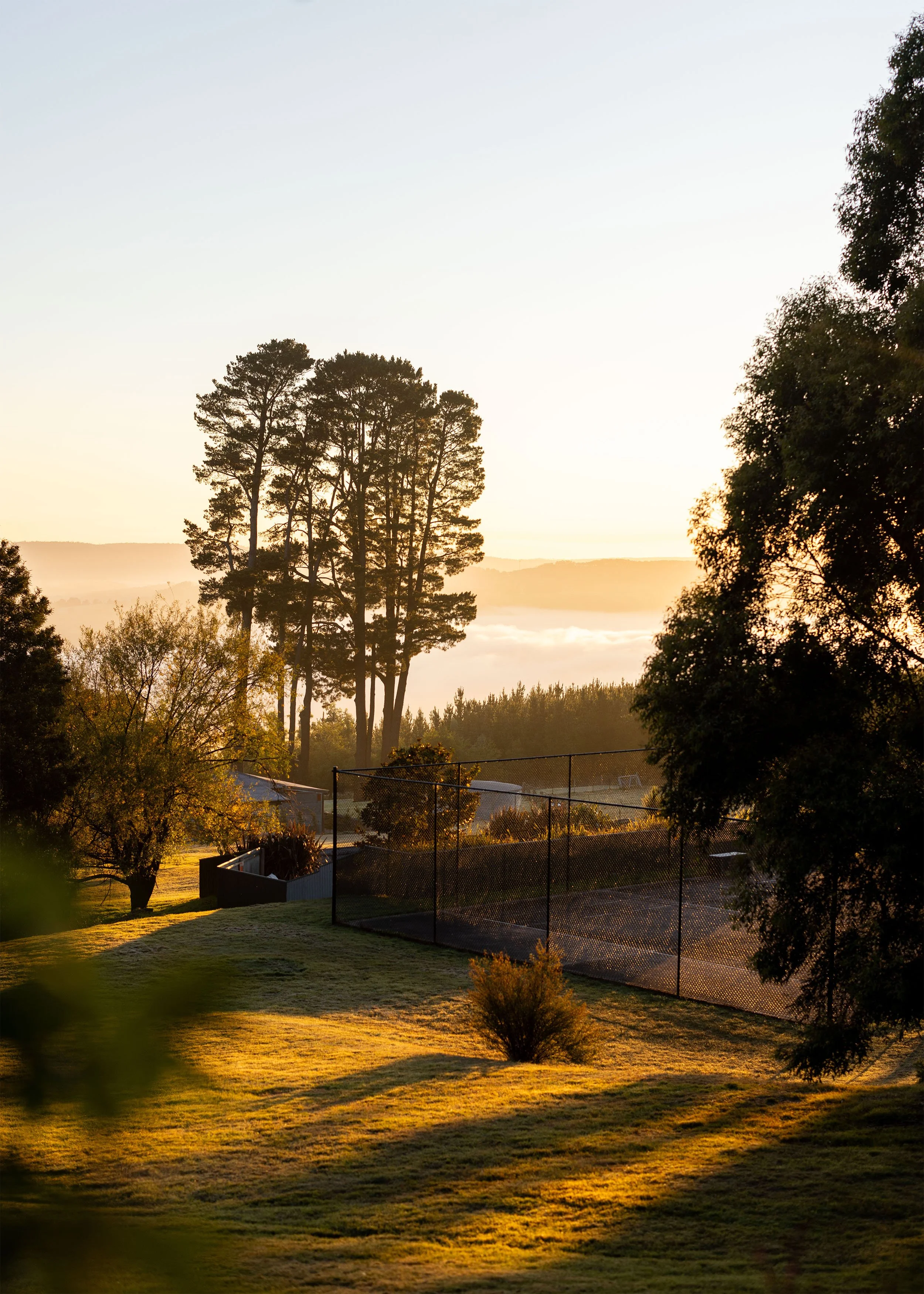 A peaceful outdoor yard scene at sunrise or sunset featuring tall trees, a fenced area, well-maintained grassy lawn, and a slightly foggy distant landscape.