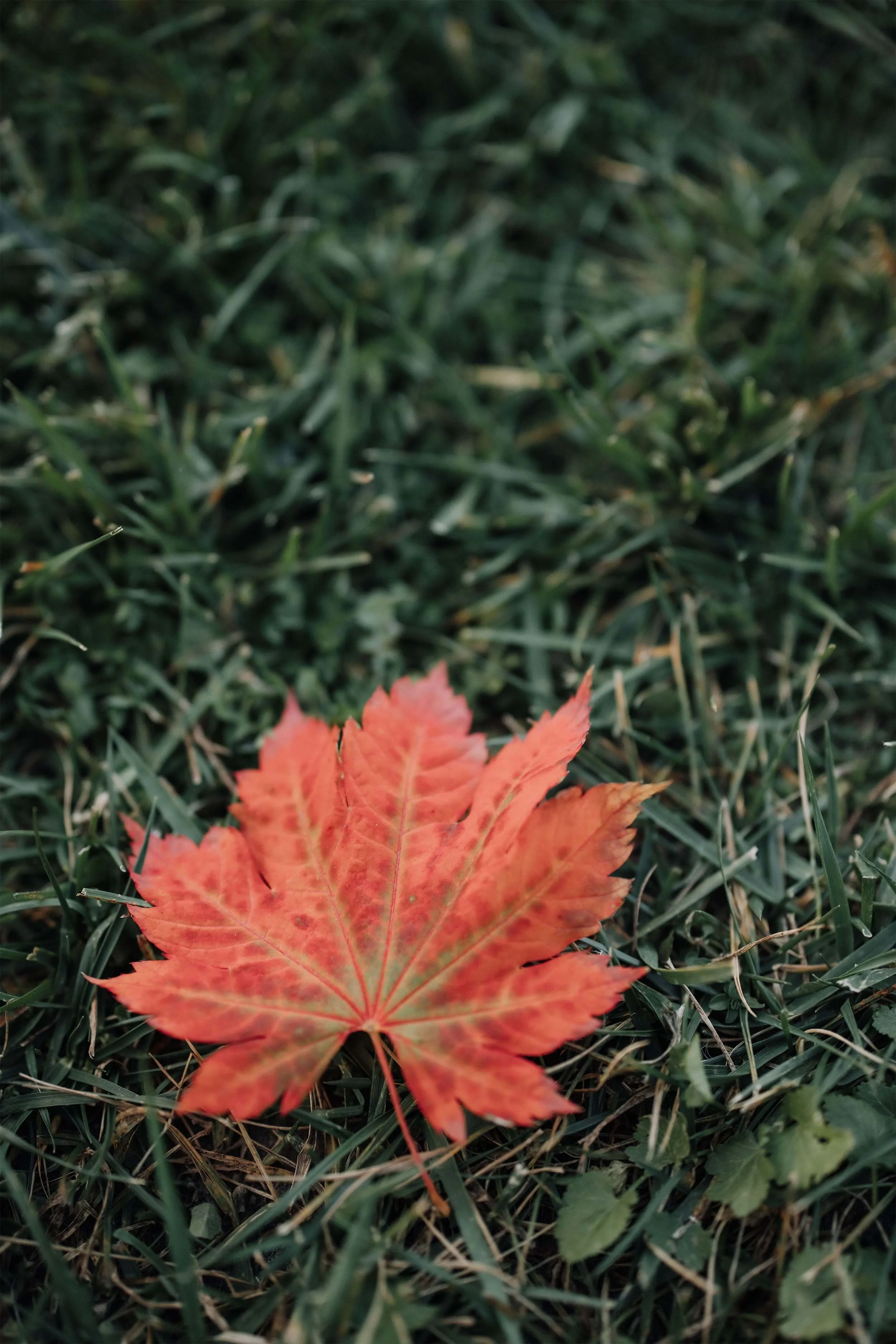 A single red-orange maple leaf resting on green grass.