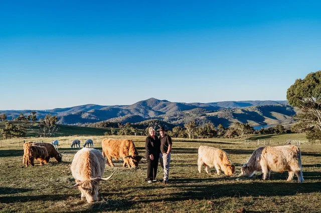 Two people stand among highland cattle grazing in a grassy field with rolling hills and a clear blue sky in the background.