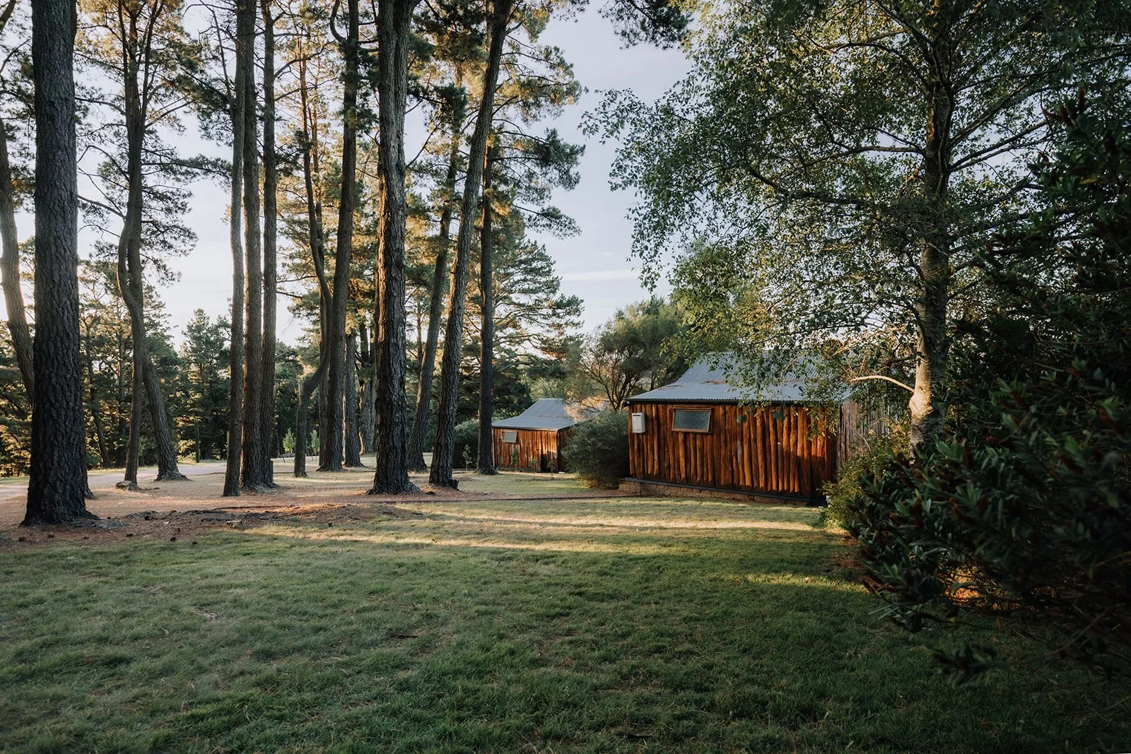 A wooded area with tall pine trees, some smaller bushes, and two wooden cabins with metal roofs. The ground is covered with grass and some dirt patches, and sunlight filters through the trees.