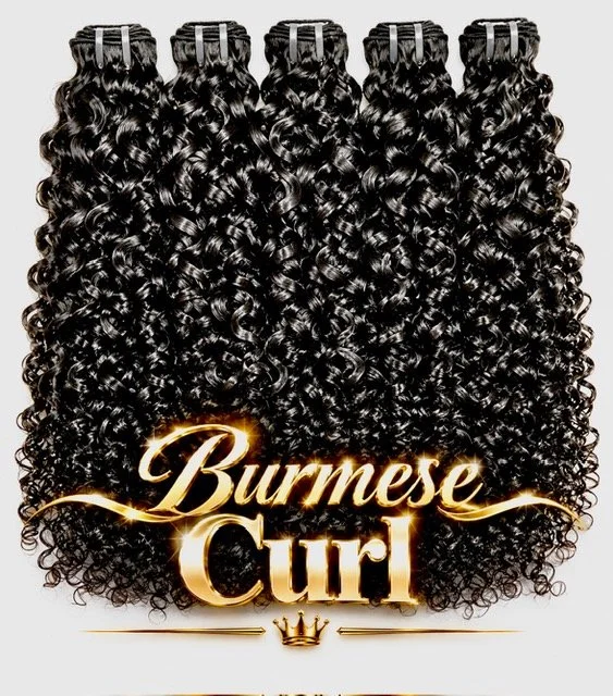 burmese curl.jpg