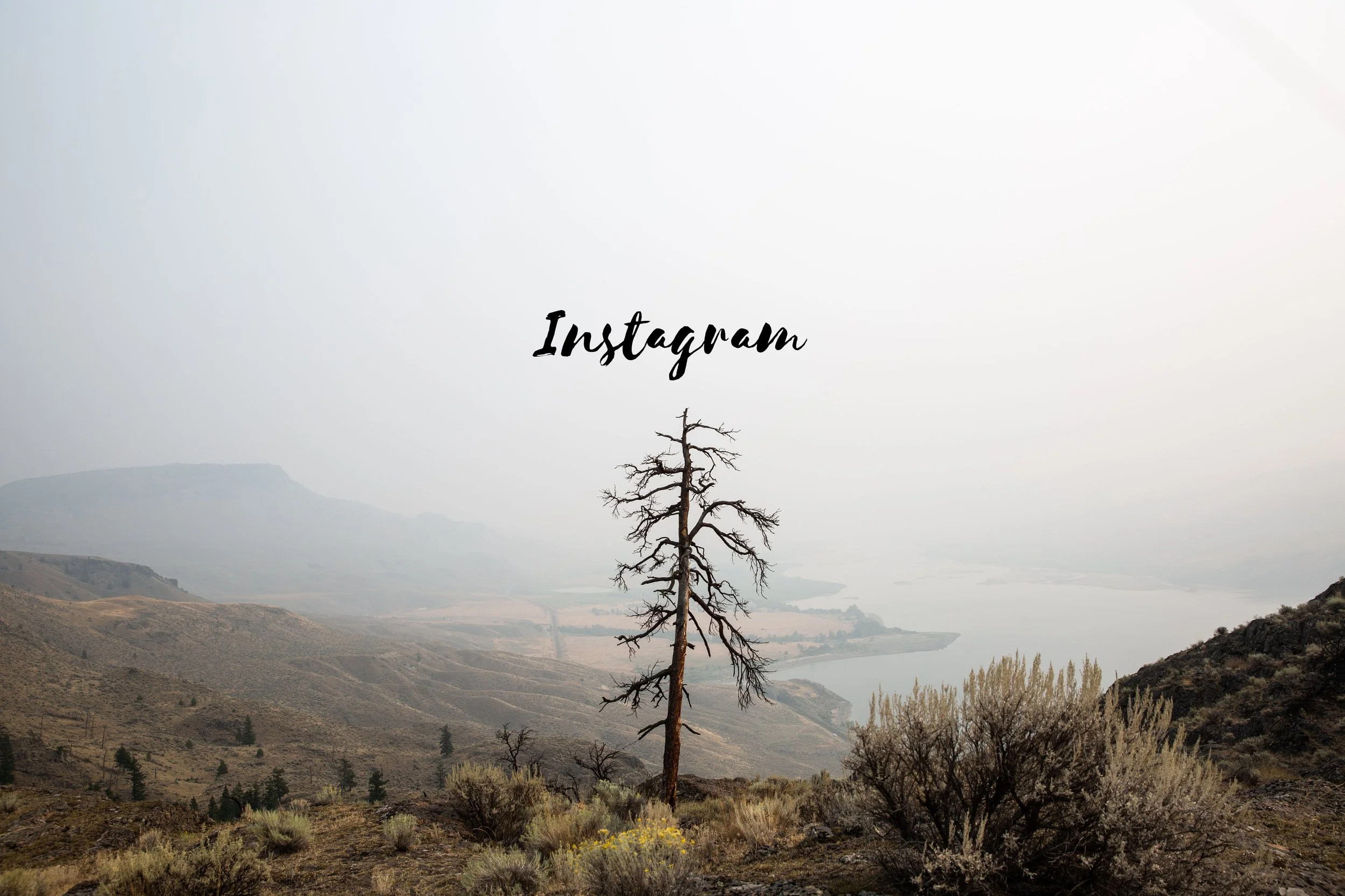 A dry, leafless tree standing in a hilly landscape with subdued, foggy mountains in the background. The sky is overcast, and the overall scene has a muted, earthy tone.
