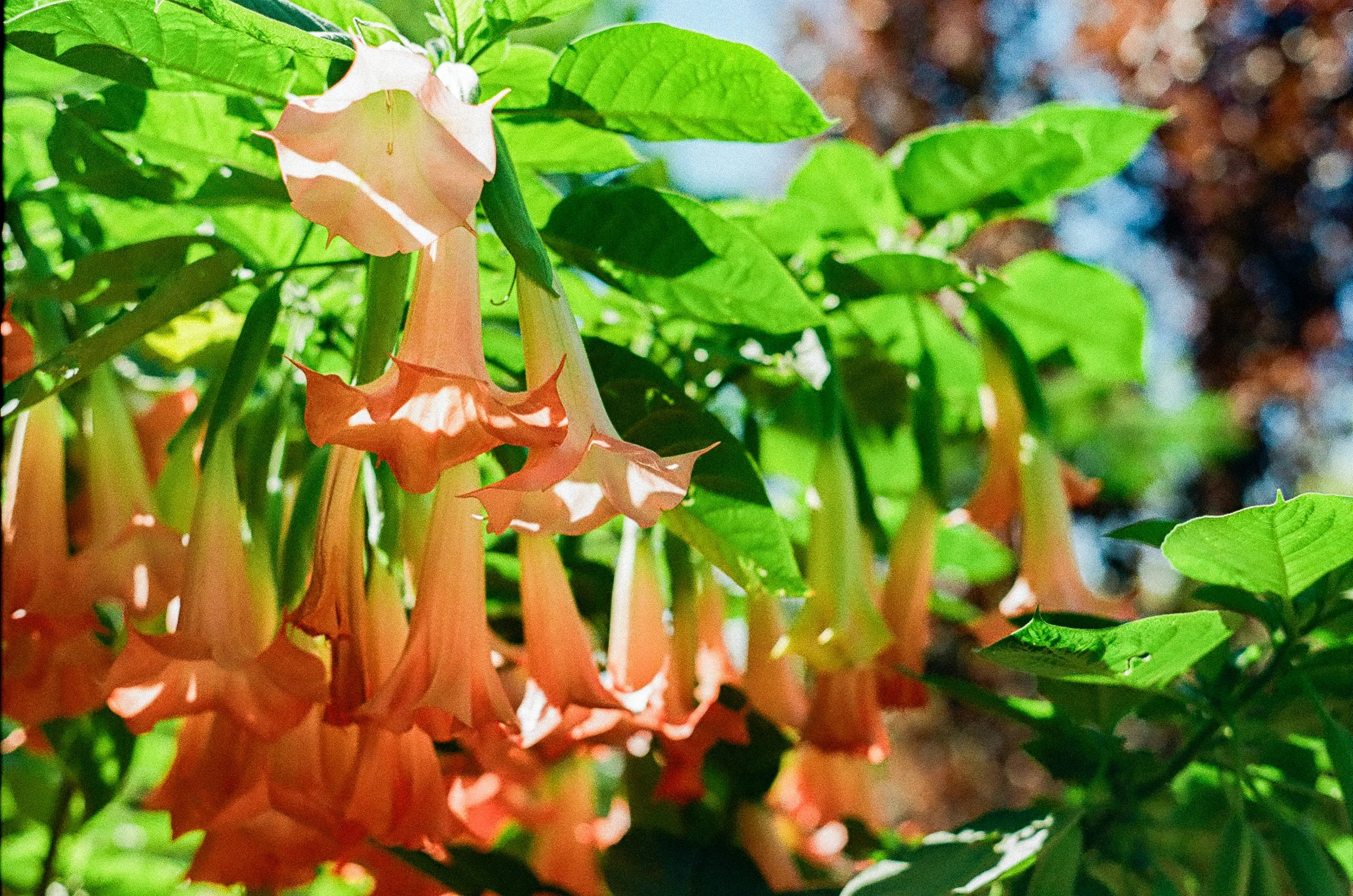 dropbells; 9/18/2026