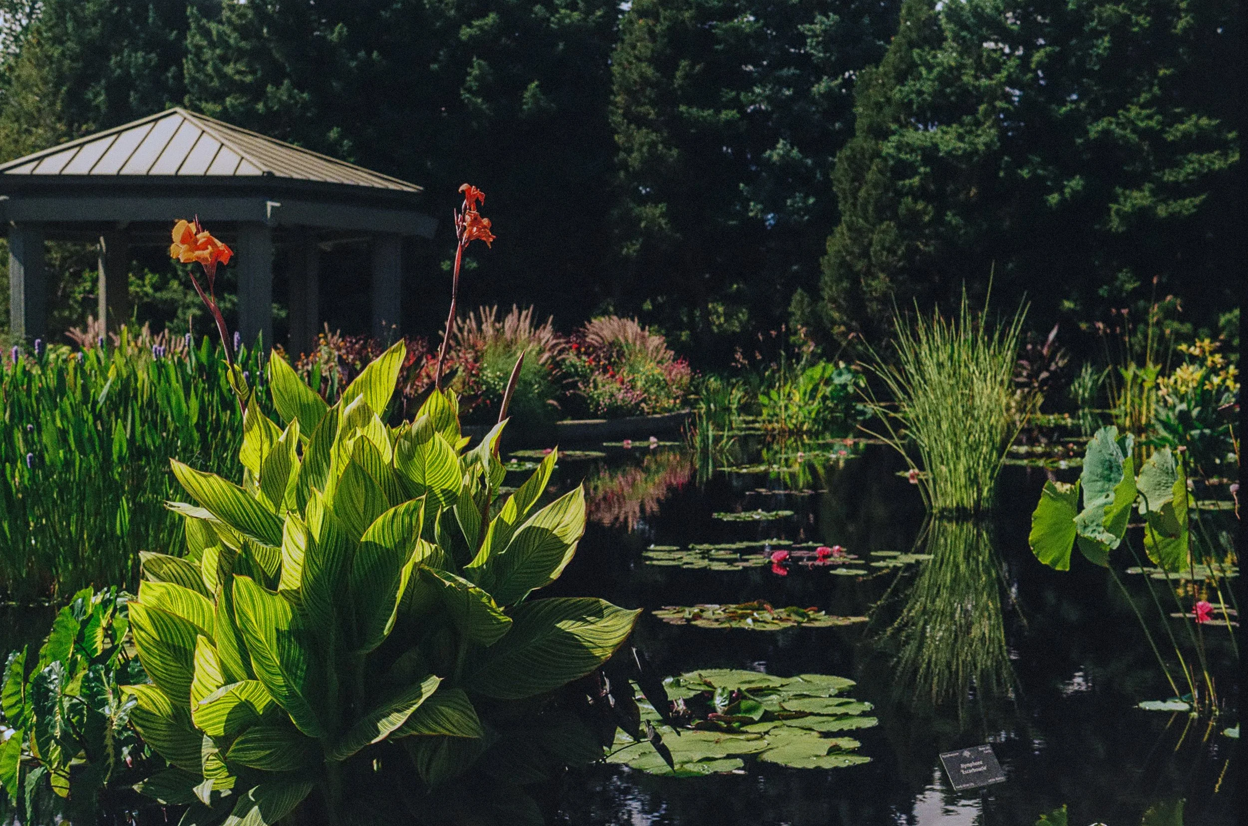 pond at the botanical gardens; 9/18/2026