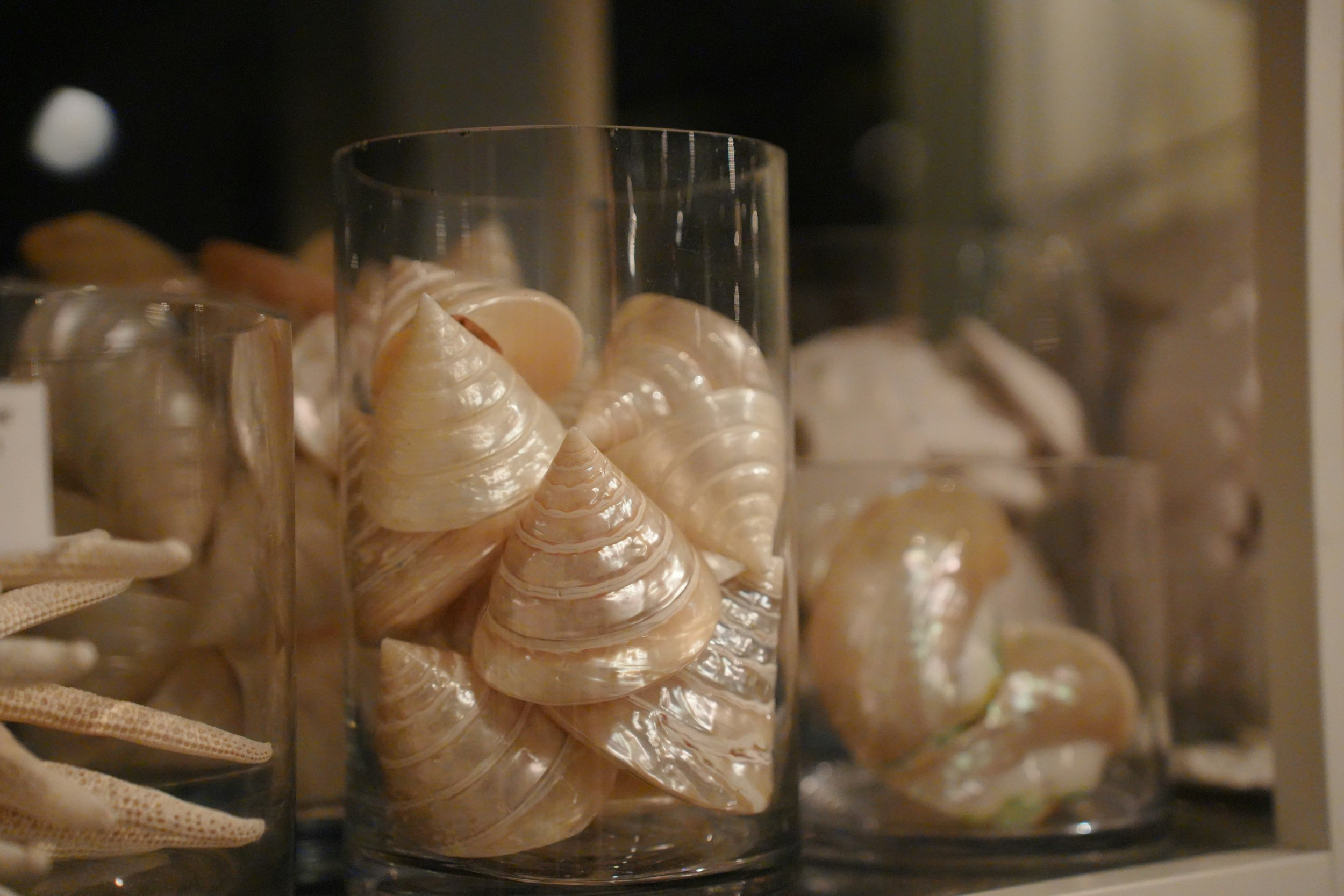 Close-up of seashells inside a glass container on a shelf.