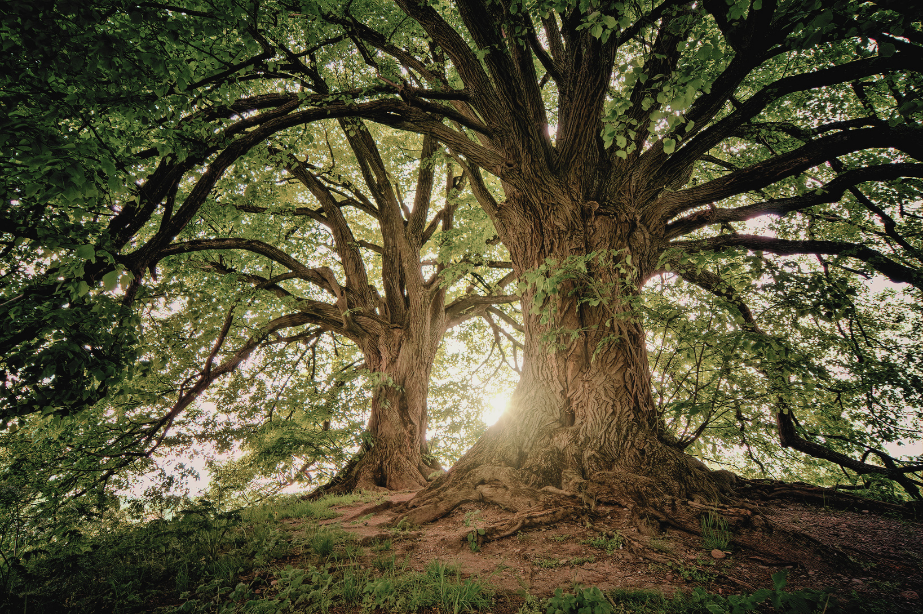 Two large ancient trees with thick trunks and expansive branches in a forest, sunlight shining through the leaves, and lush green foliage.