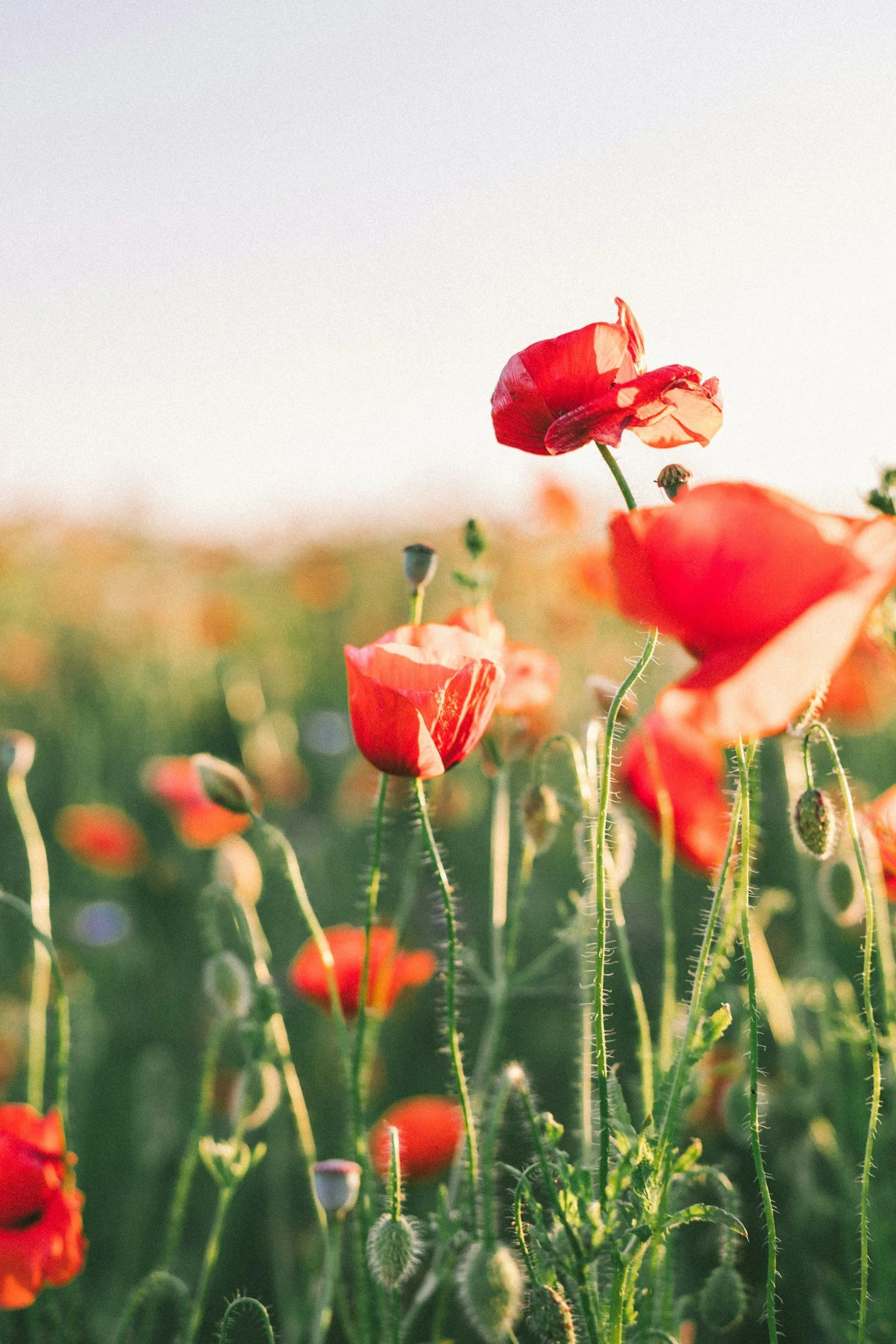 Close-up of blooming red poppy flowers in a field during sunset or sunrise.