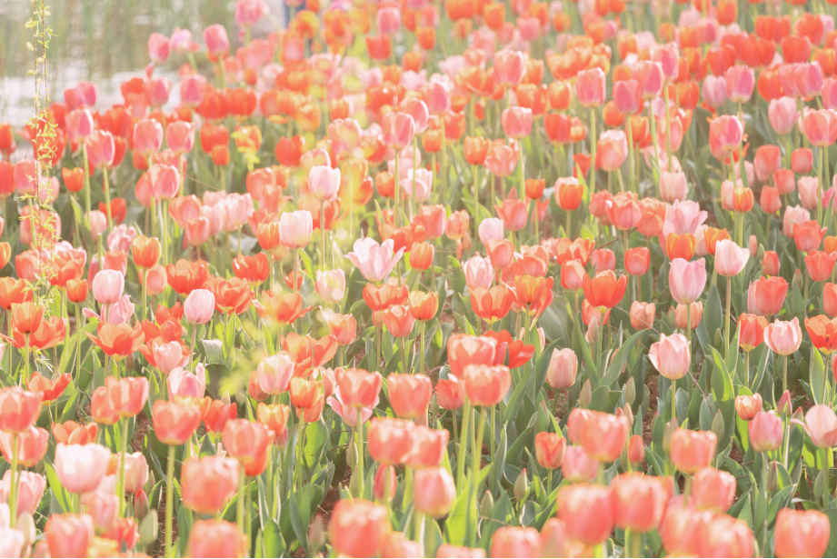 A field of pink and orange tulips blooming in sunlight.