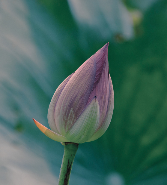 Close-up of a pink and green lotus flower bud with a blurred green background.