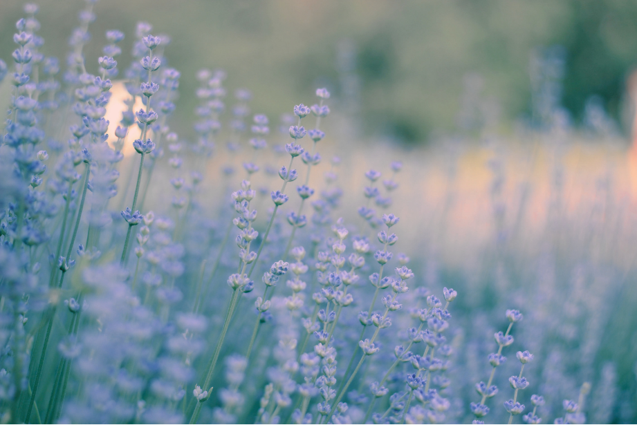 A field of lavender flowers with purple blooms and green stems, blurred background with natural light.