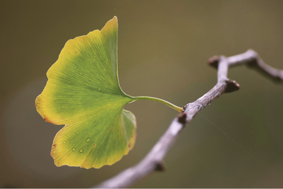 Close-up of a yellow and green ginkgo leaf with a grayish-brown branch.