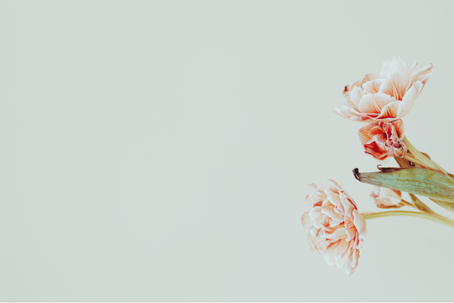 A cluster of pink tulips with green leaves against a light, pastel background.