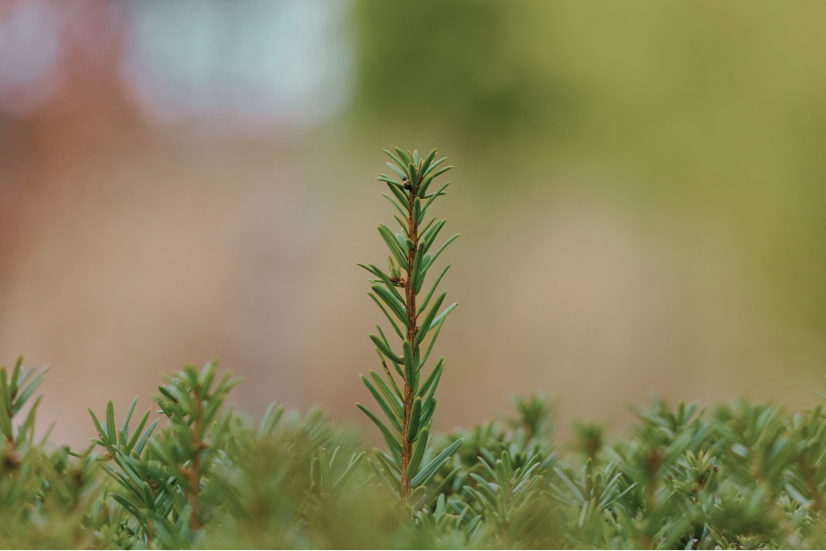 Close-up of a green pine branch with sharp needle-like leaves.