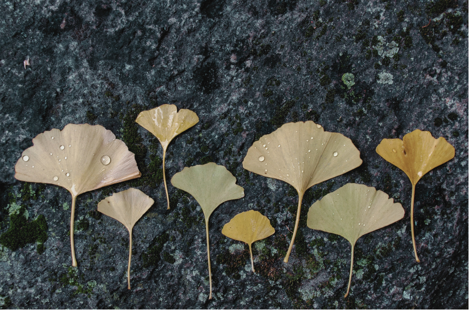 Several ginkgo leaves with water droplets on a dark, textured surface.