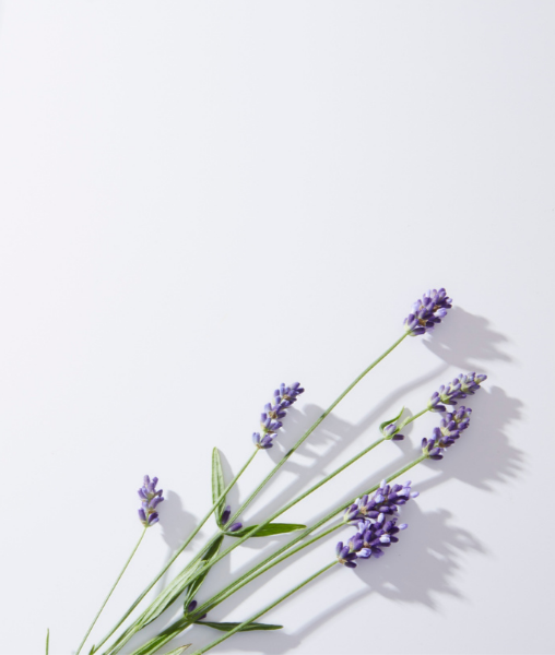Sprigs of lavender flowers on a white background.
