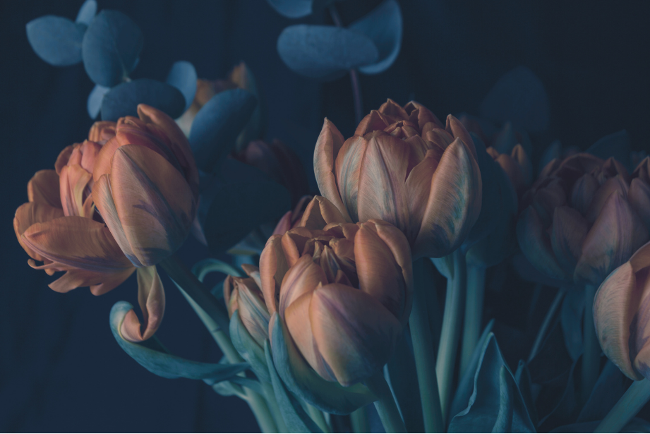 A bouquet of pink and peach-colored tulips and blue eucalyptus leaves.