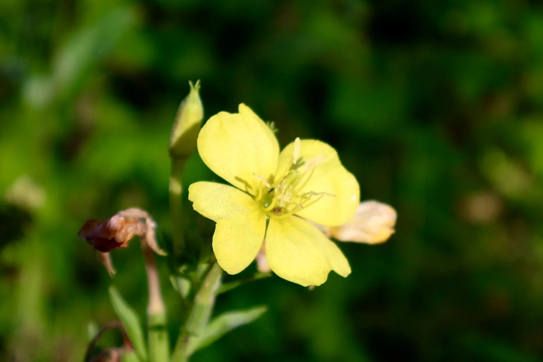 Close-up of a yellow flower with a tiny green spider on its petals, set against a blurred green background.